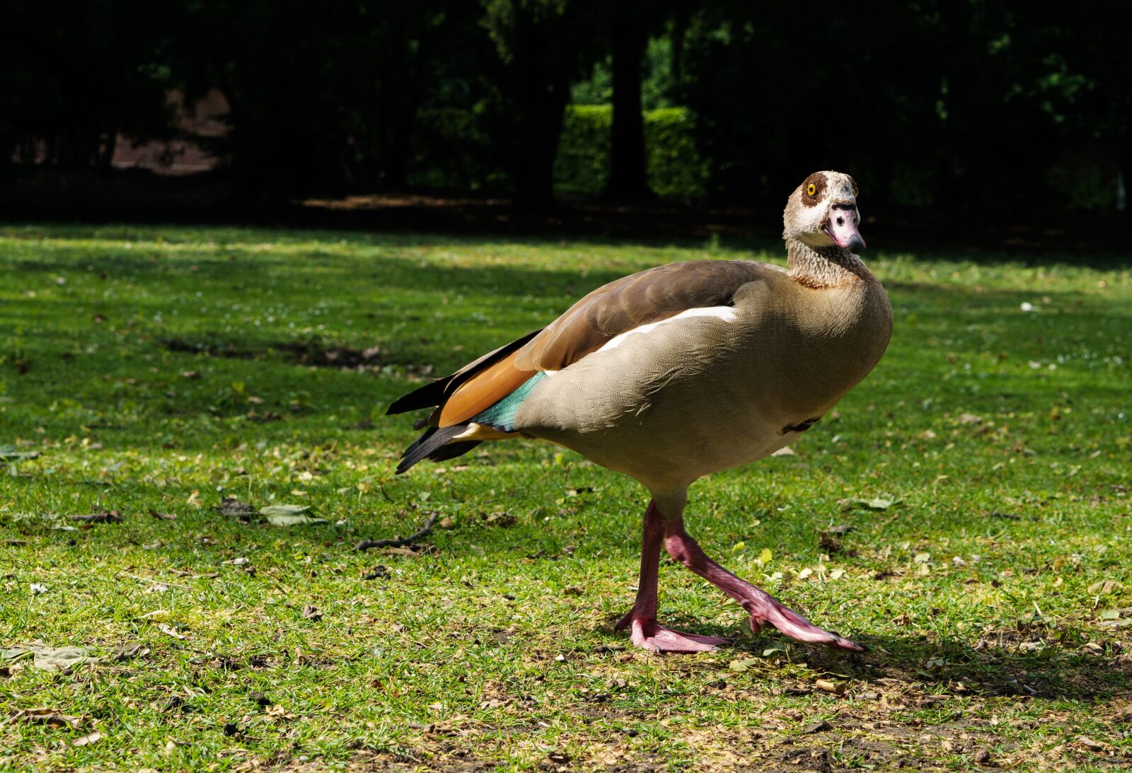 E 50mm F1.8 OSS sample photo. Duck, nature, park photography
