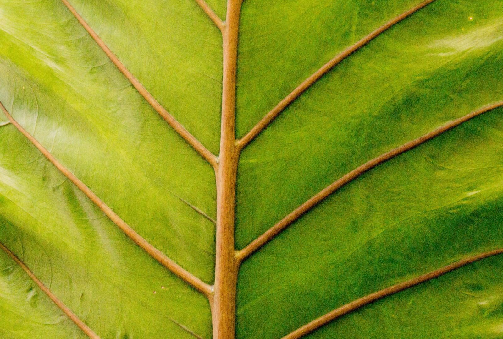 Canon EOS 700D (EOS Rebel T5i / EOS Kiss X7i) sample photo. Flora, leaf, growth photography