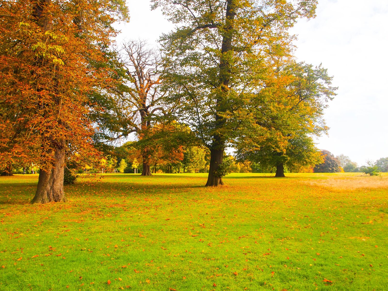 Olympus PEN E-PL1 sample photo. Park, autumn, ocher photography