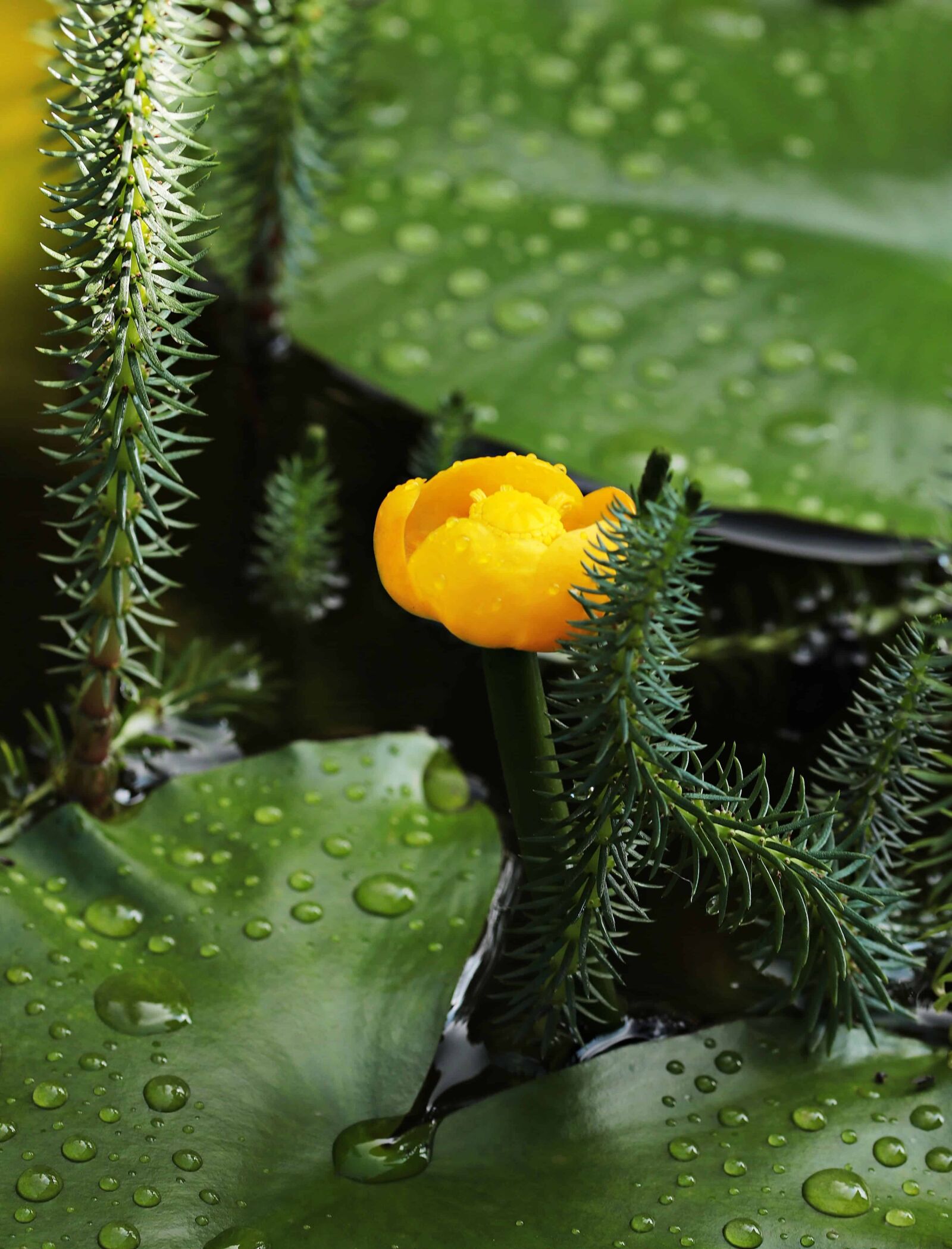 Canon EOS 80D sample photo. Flower, garden, leaf, yellow photography