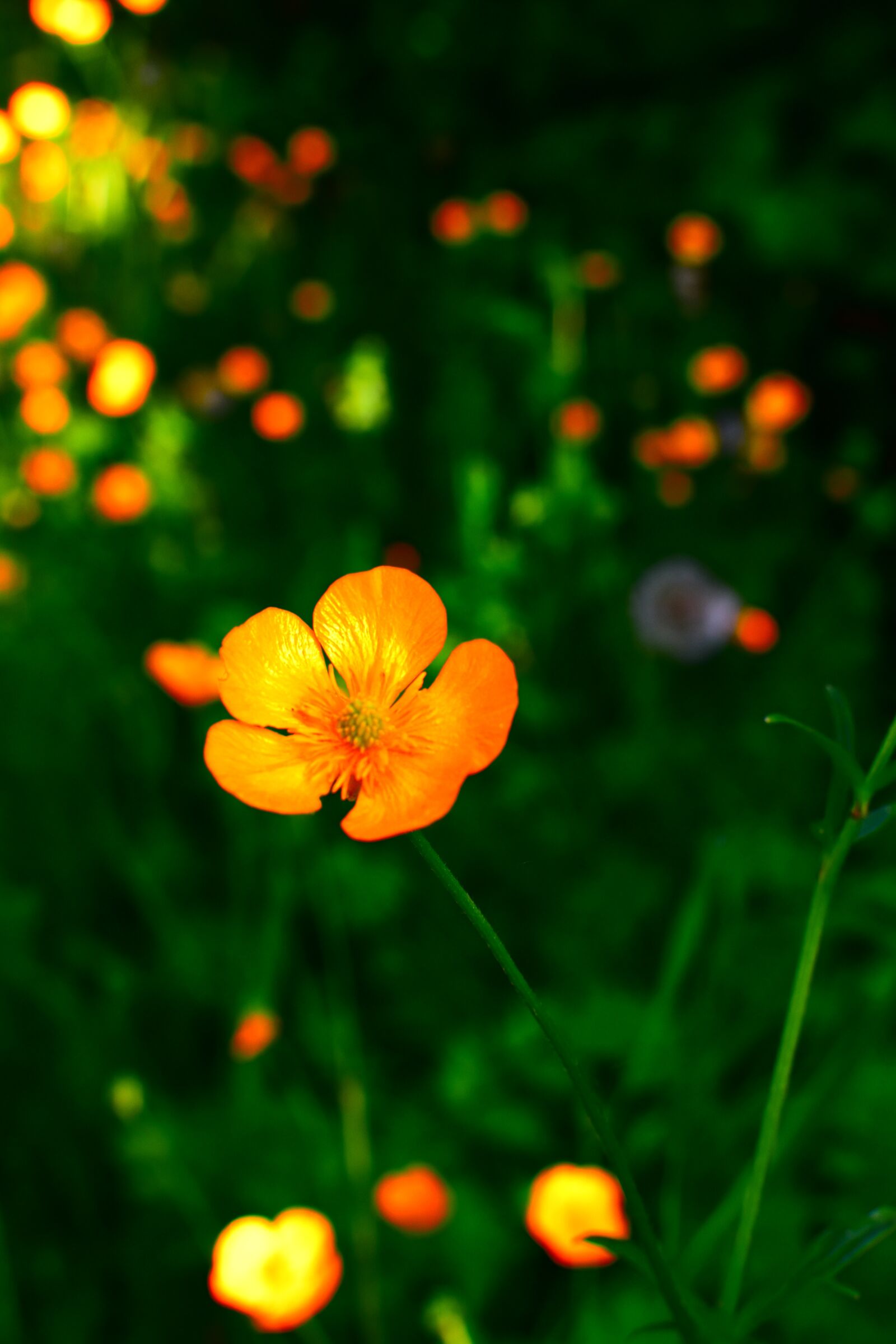 Nikon D5600 sample photo. Flower, buttercup, yellow photography