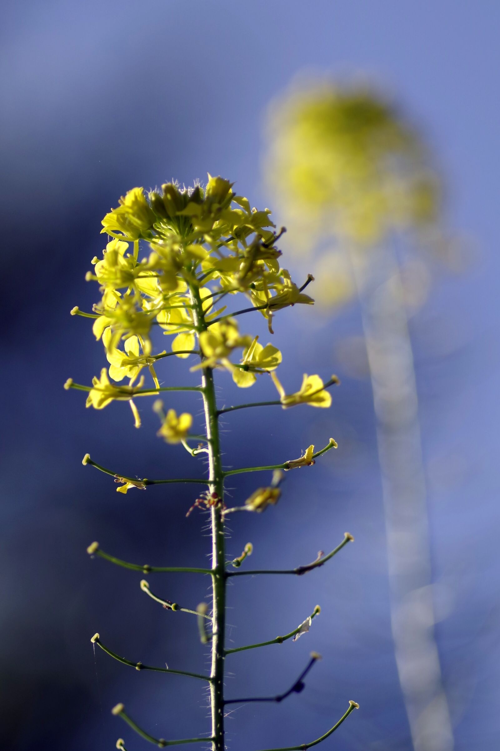 Pentax K-S2 sample photo. Rapeseed, flower, reflection photography