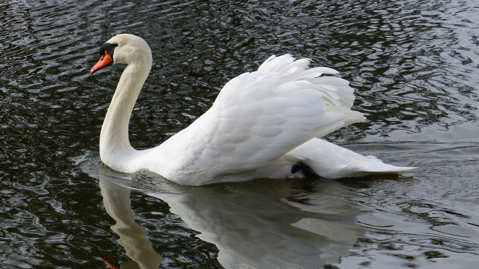 Panasonic Lumix DMC-FZ200 sample photo. Swan, white, nature photography