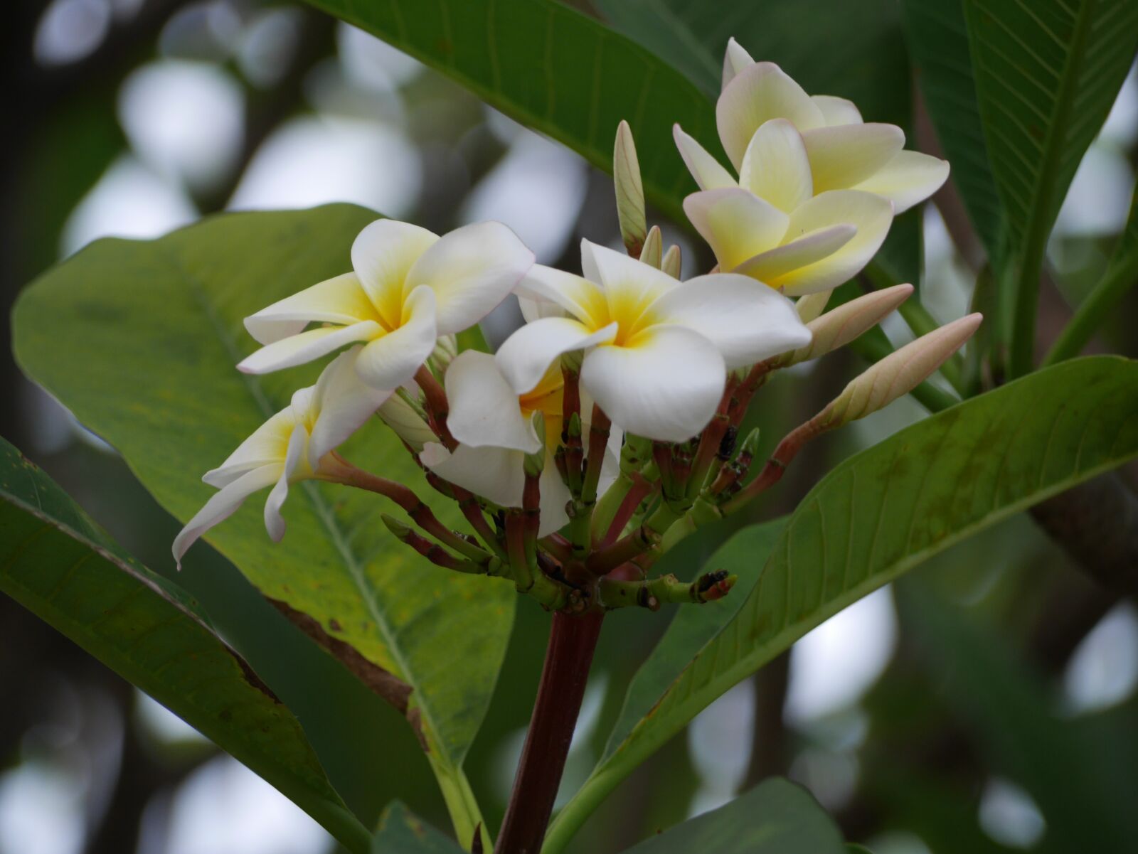 Panasonic Lumix DMC-GX7 sample photo. Flowers, white, yellow photography