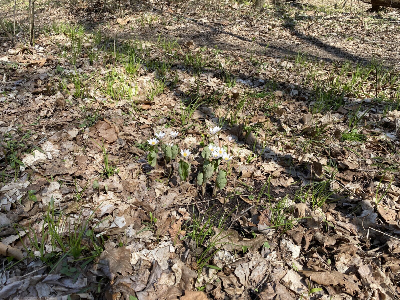 Apple iPhone 11 sample photo. Nature, forest, green photography
