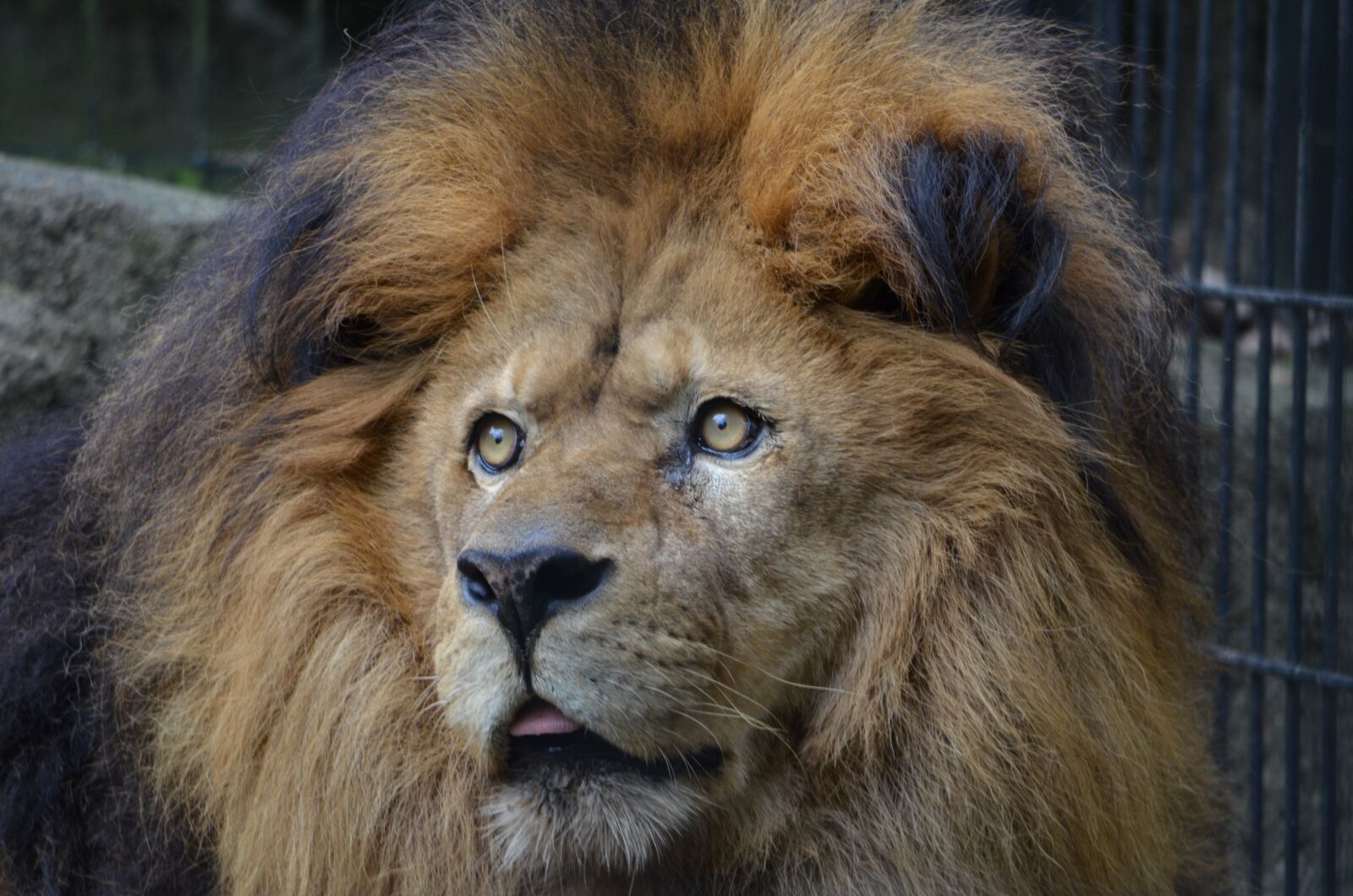 Nikon D7000 sample photo. Lion, cat, zoo photography