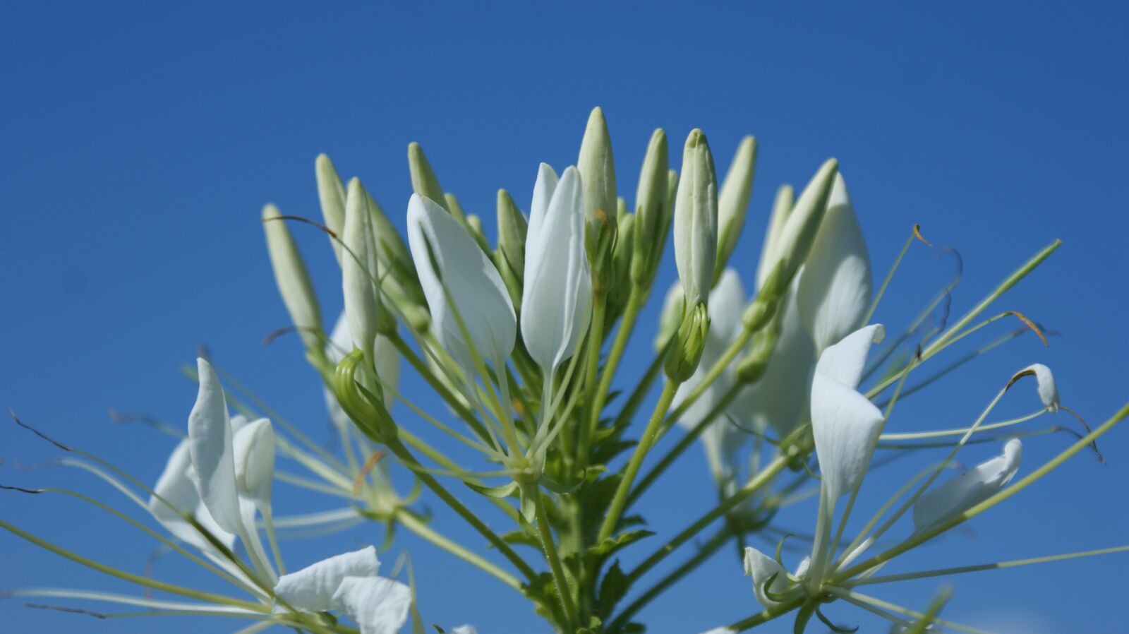 Sony Alpha DSLR-A350 sample photo. Flowers, petals, buds photography