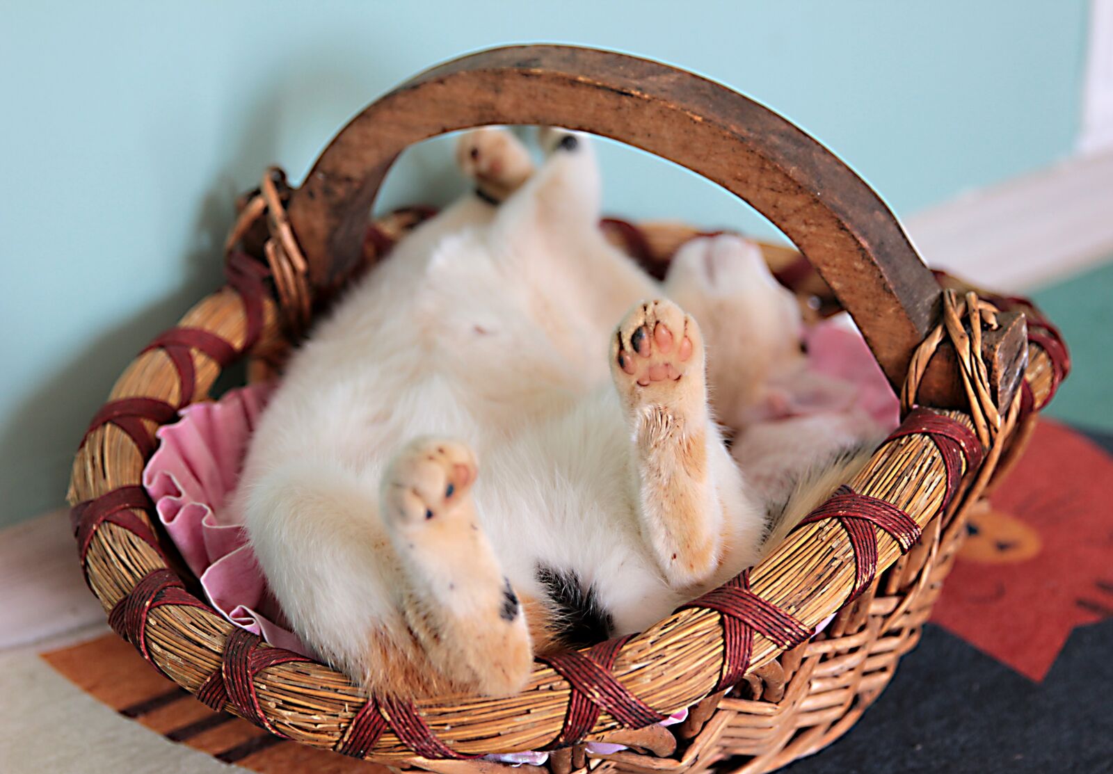 Canon EOS 550D (EOS Rebel T2i / EOS Kiss X4) sample photo. Cat, cute, funny photography