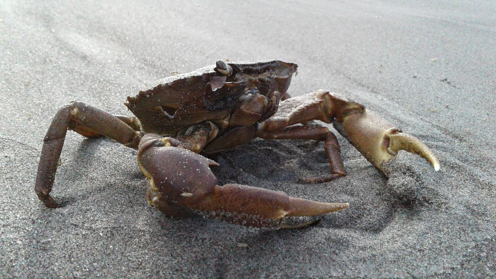 Samsung Galaxy J2 sample photo. Crab, sand, sea photography
