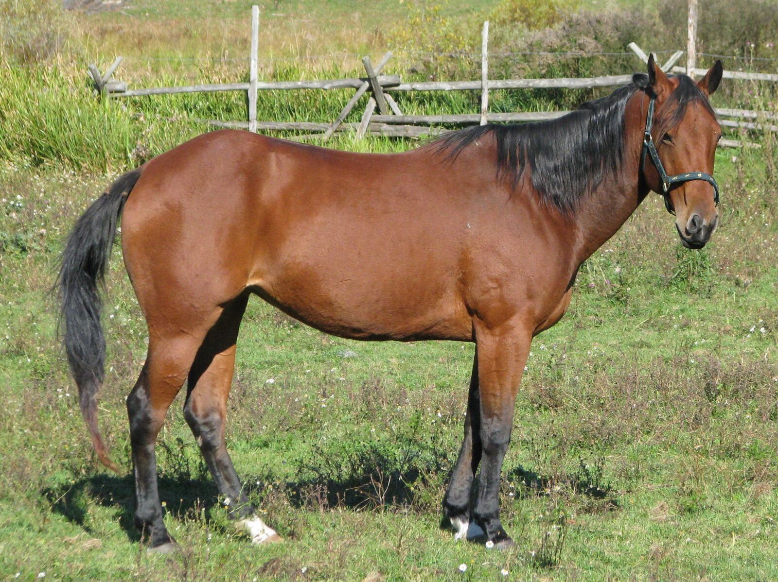 Canon POWERSHOT S5 IS sample photo. Domestic horse, equus ferus photography