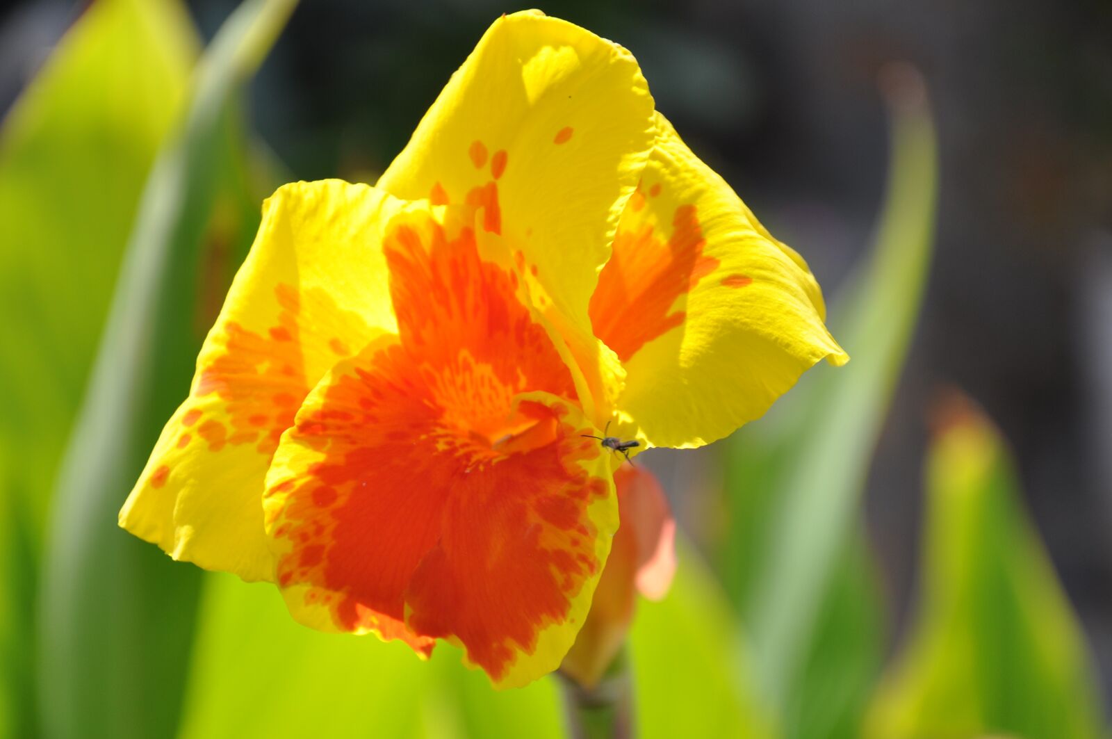 Nikon D90 sample photo. Flower, plant, nature photography