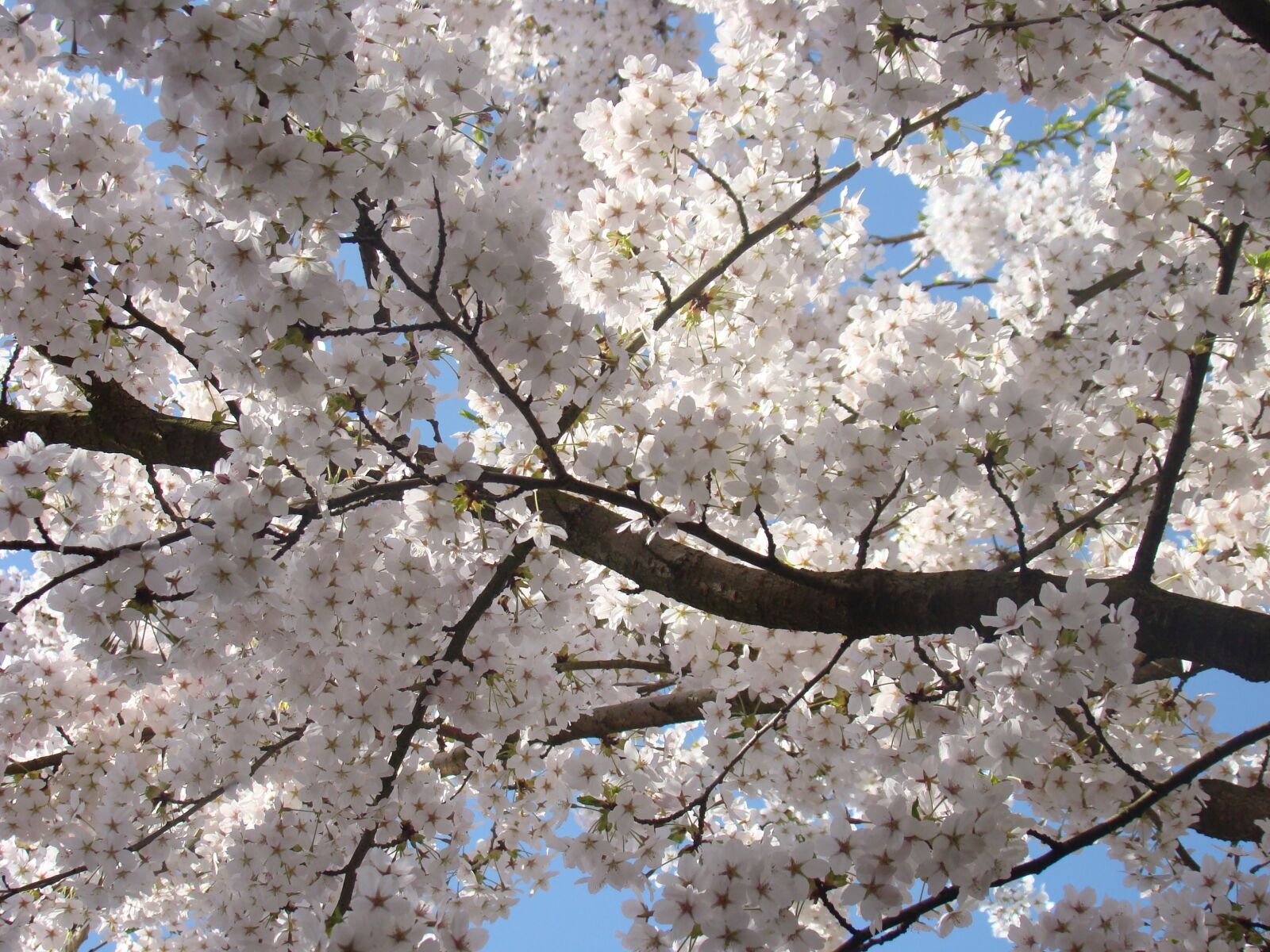 Sony DSC-H9 sample photo. Blossom, white, tree photography