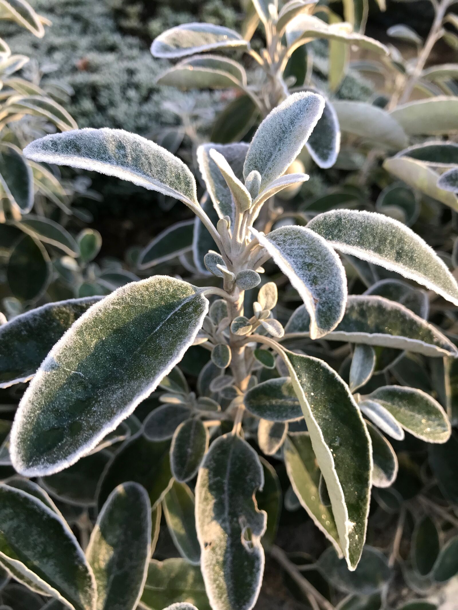 Apple iPhone 7 sample photo. Plant, bush, frost photography