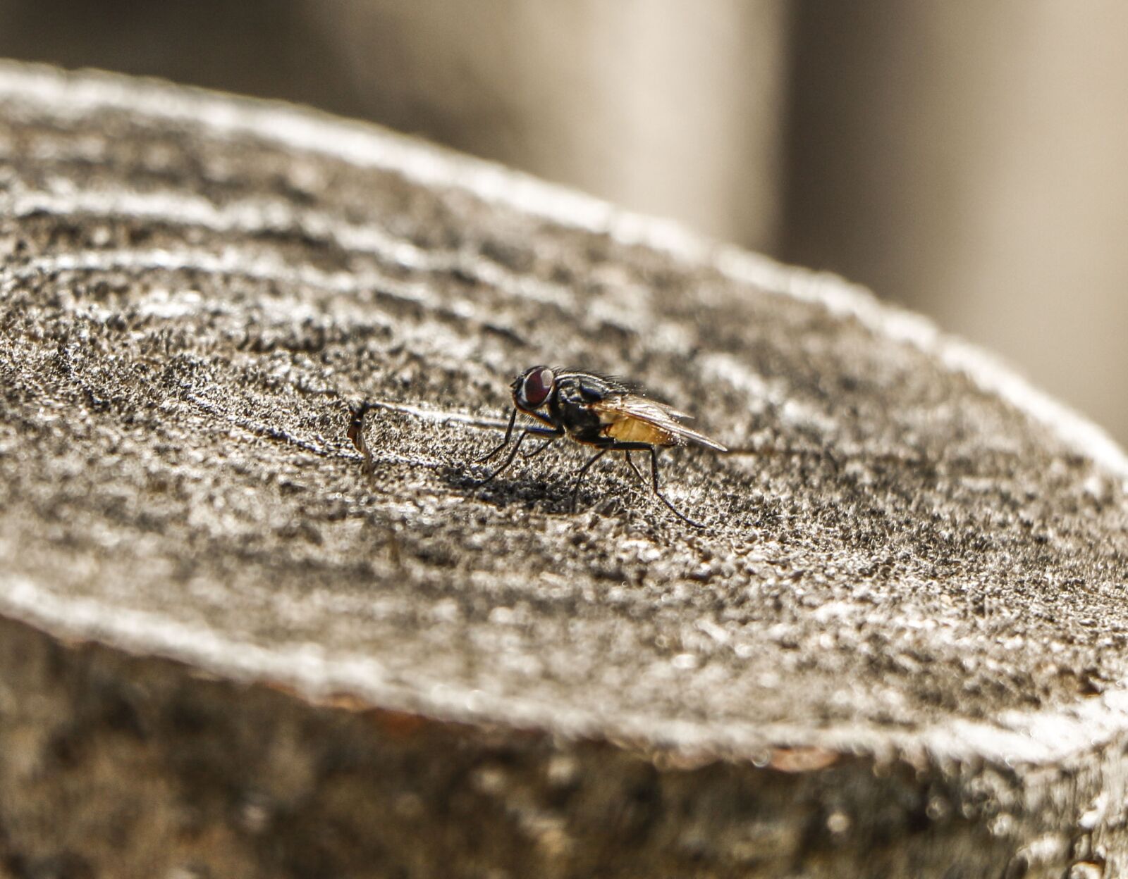 Canon EOS 750D (EOS Rebel T6i / EOS Kiss X8i) sample photo. Insect, nature, closeup photography