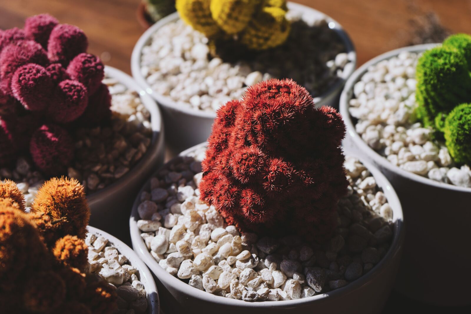 Sony a7 II + Sony FE 28-70mm F3.5-5.6 OSS sample photo. Bonsai, botanical, cactus photography