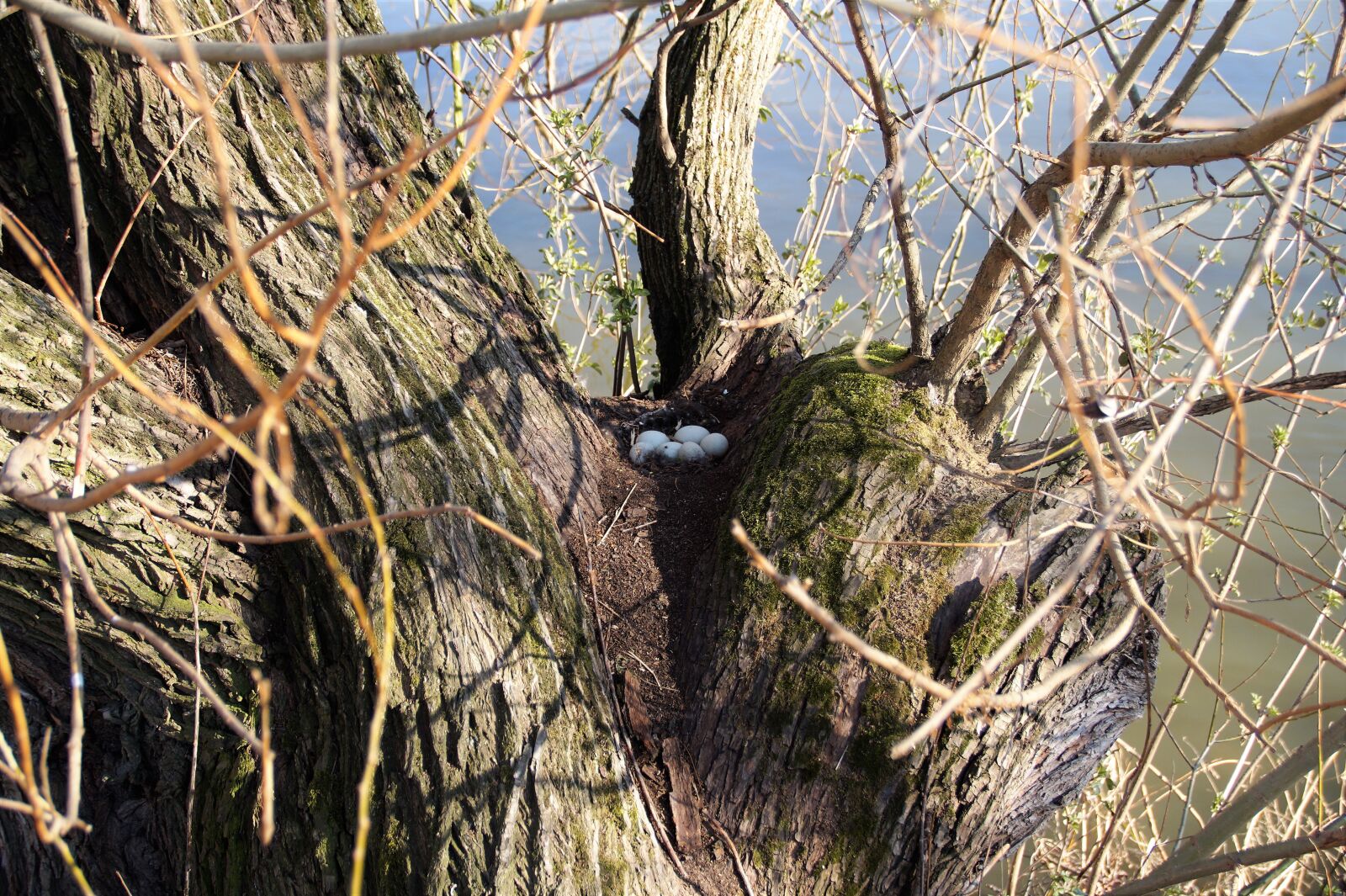 Sony SLT-A58 sample photo. Duck, nest, eggs photography