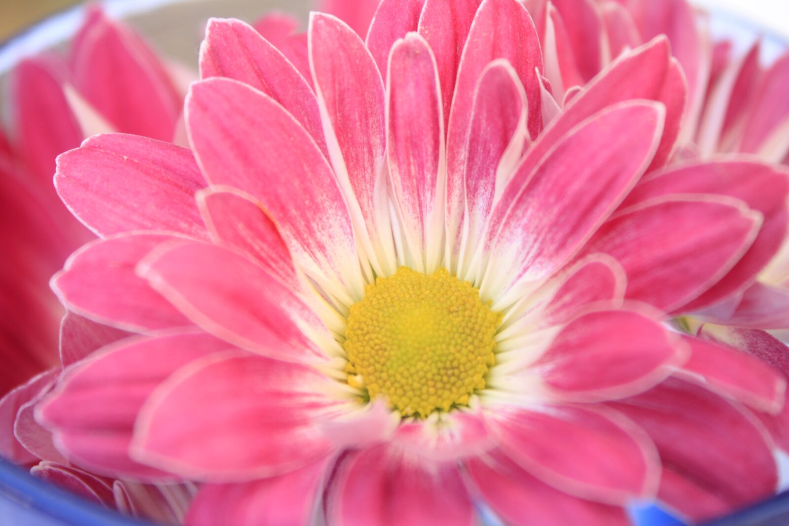 Canon EOS 500D (EOS Rebel T1i / EOS Kiss X3) sample photo. Flower, daisy, spring photography
