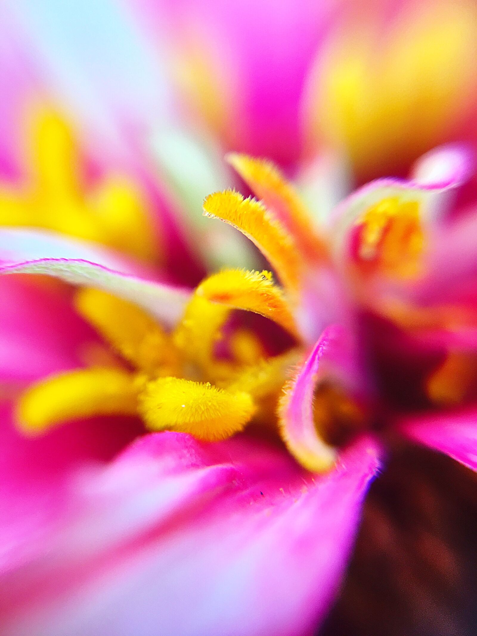 Apple iPhone 6s sample photo. Dahlia, stamen, flowers photography