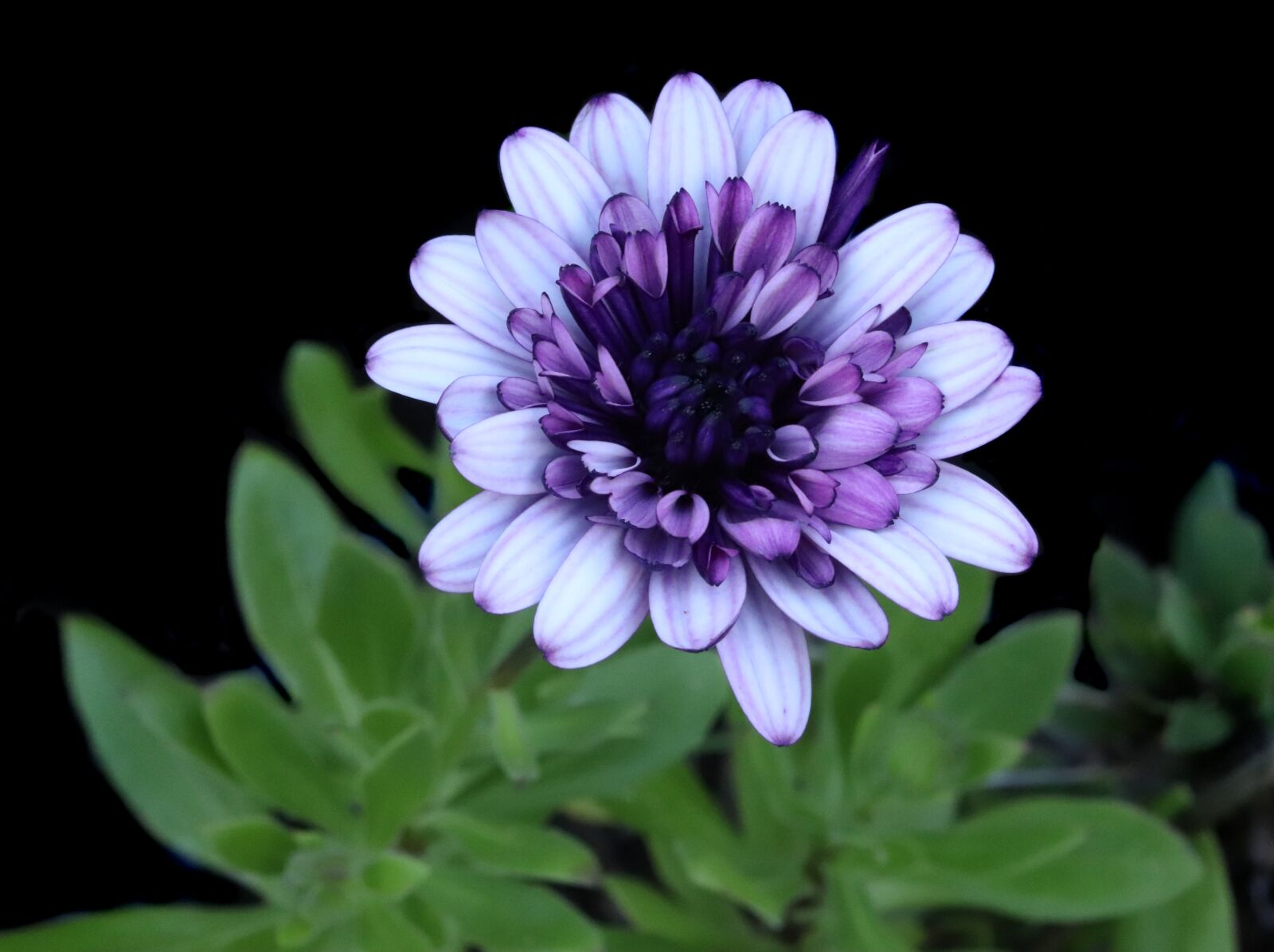 Canon EOS 800D (EOS Rebel T7i / EOS Kiss X9i) sample photo. Daisy, flower, white purple photography