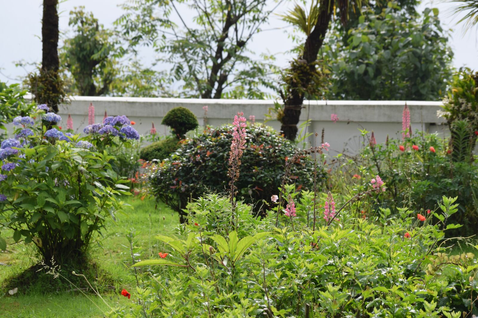 Nikon D3300 sample photo. Garden, green, tree photography