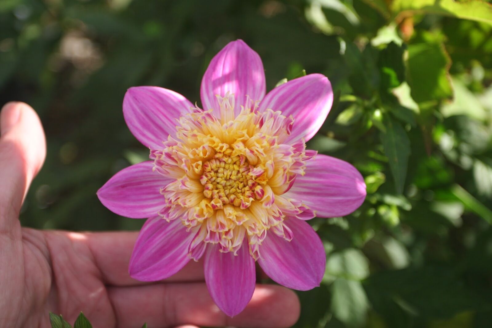 Canon EOS 20D sample photo. Dahlia, variety alphen perl photography
