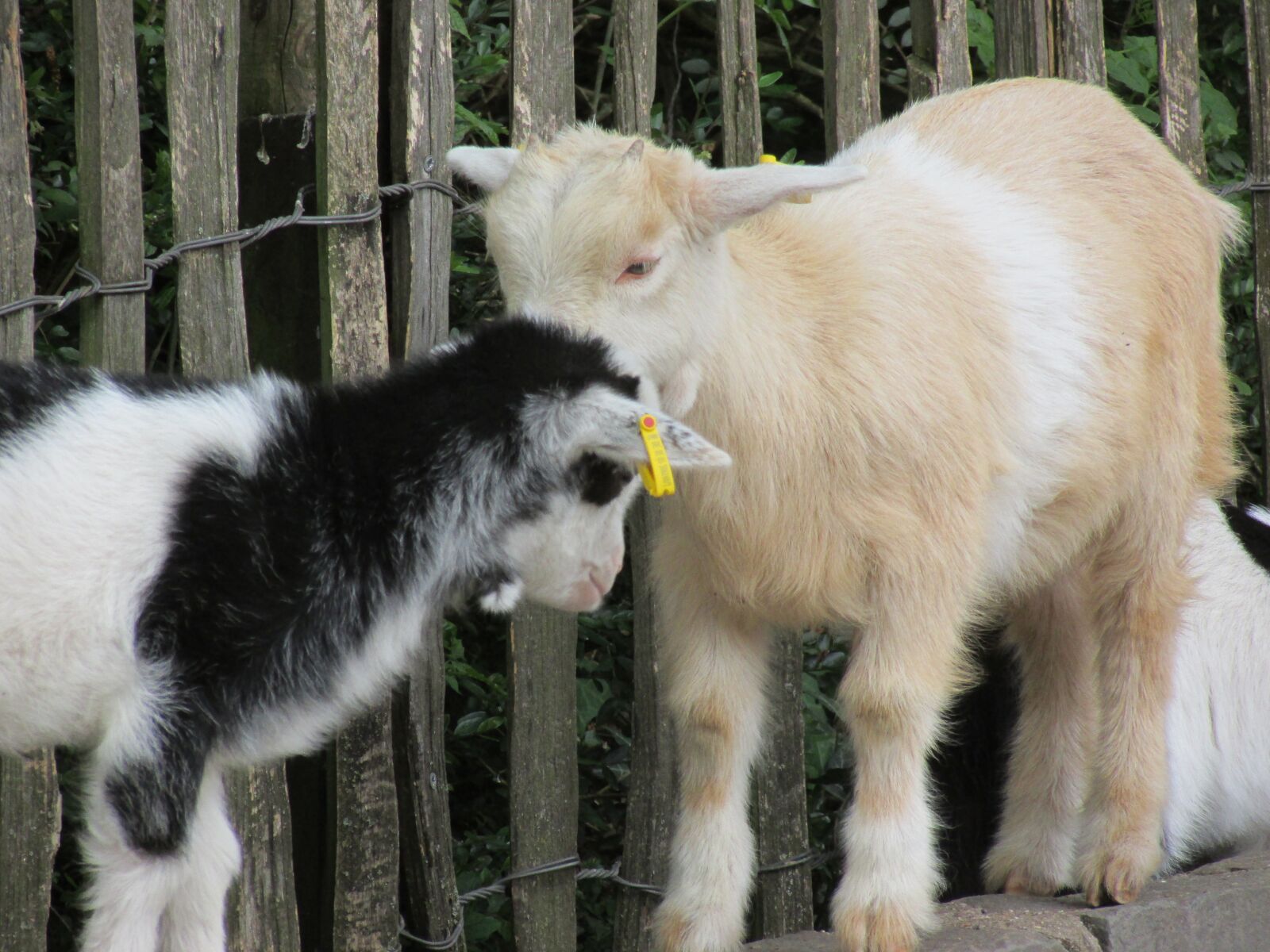 Canon PowerShot SX500 IS sample photo. Goats, aachen, zoo photography