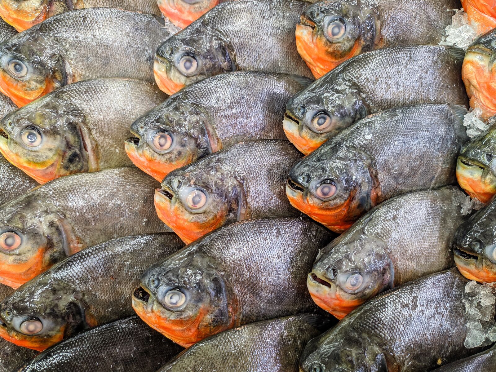 Xiaomi Redmi Note 7 sample photo. Fish, seafood, food photography