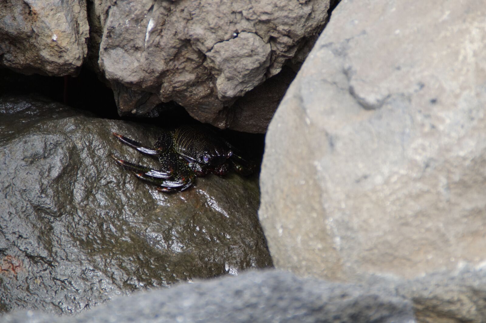 Sony SLT-A58 sample photo. Cancer, stones, hidden photography