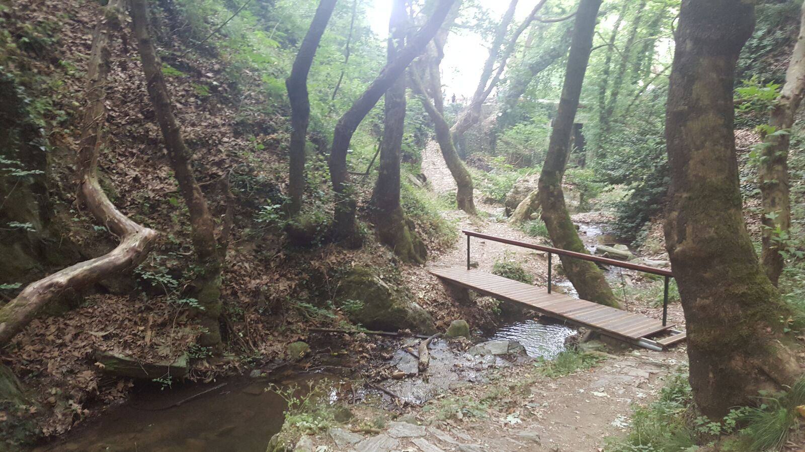 Samsung Galaxy S6 sample photo. Nature, forest, trees photography