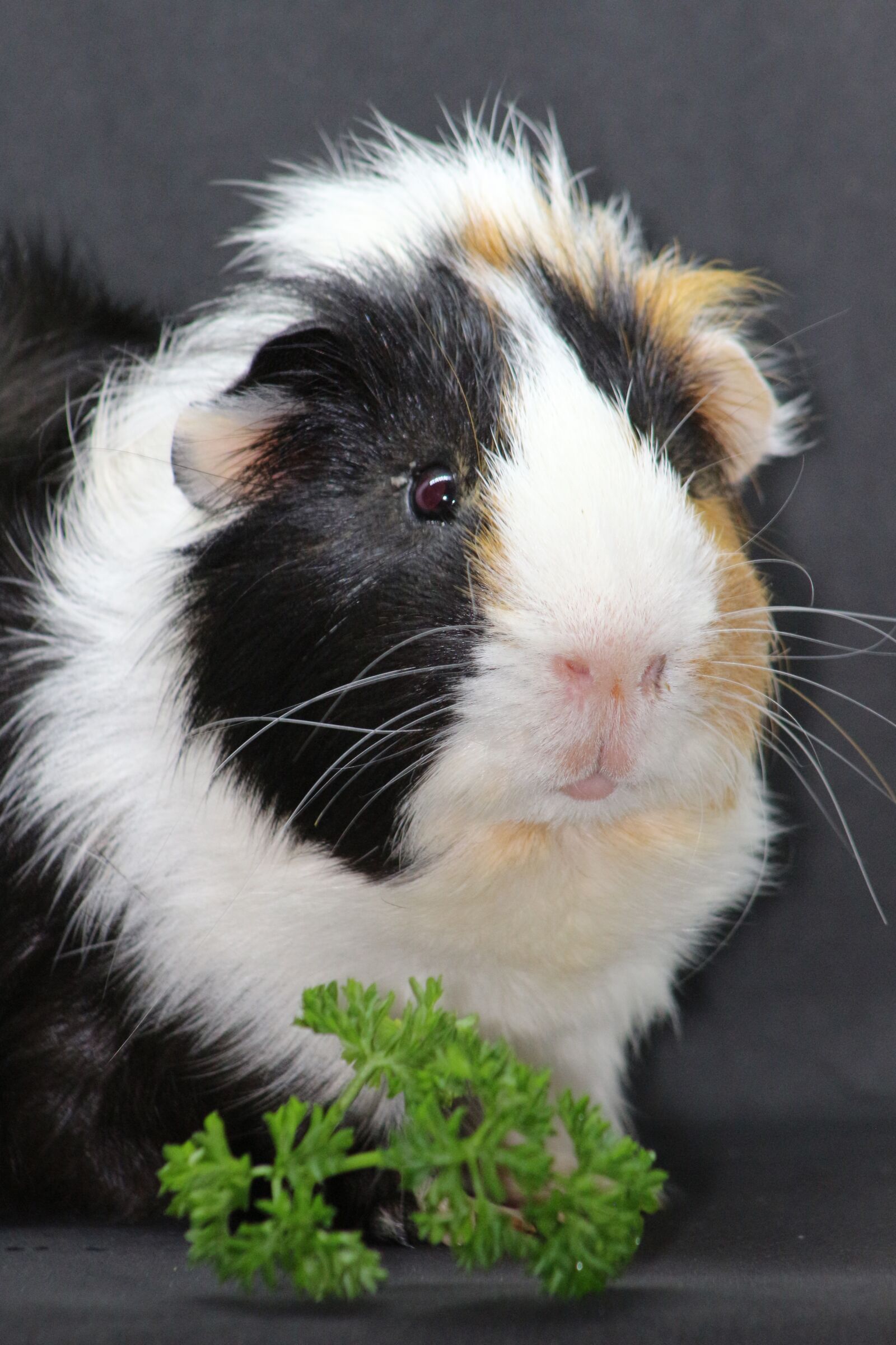 Canon EF75-300mm f/4-5.6 sample photo. Sea ​​pig, sweet, animal photography