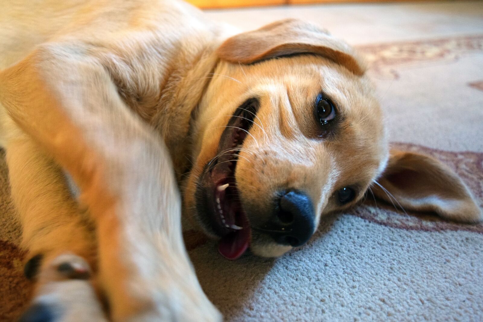 Nikon D5300 sample photo. Dog, animal, happy photography