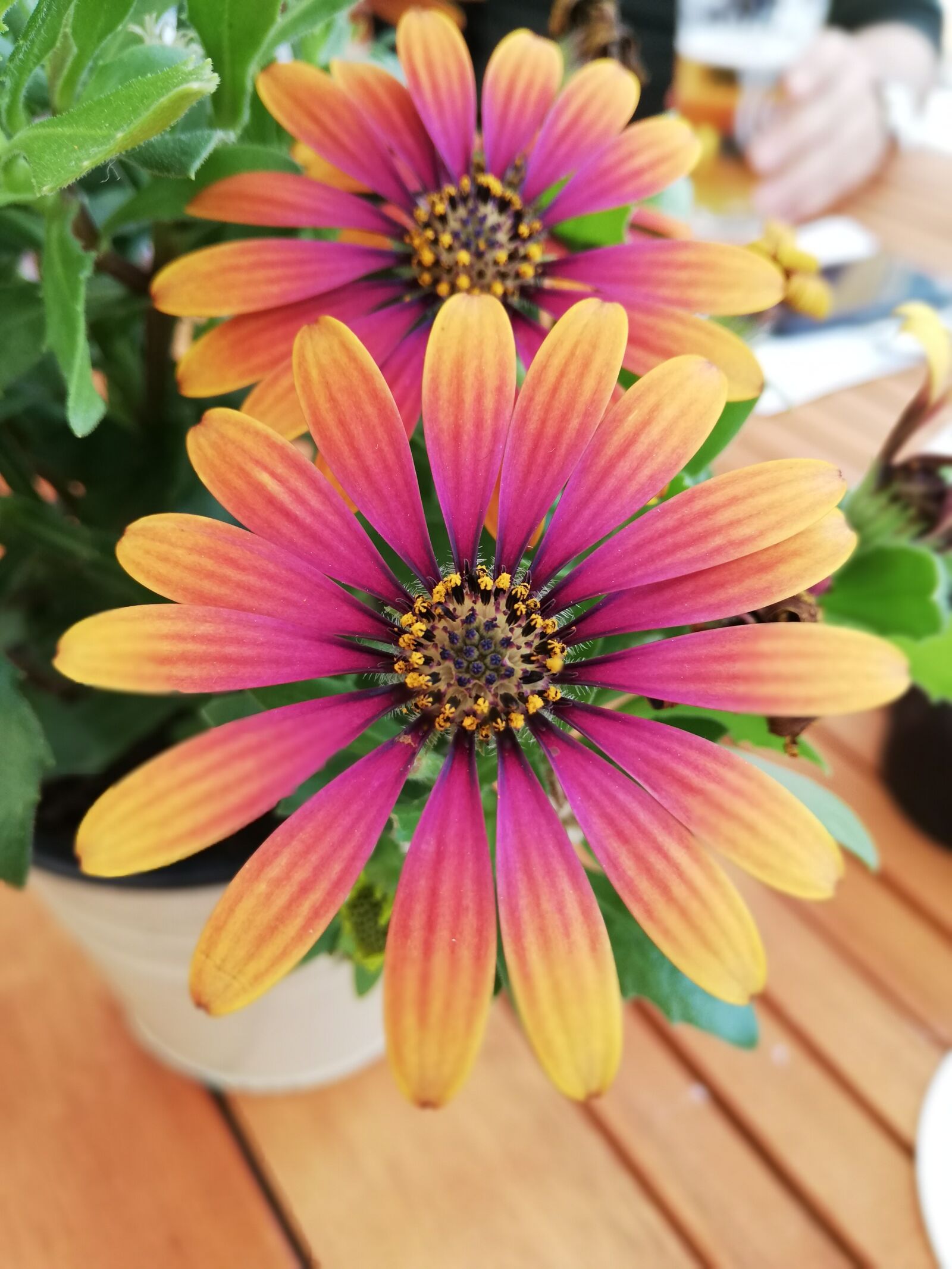 HUAWEI Mate 10 Lite sample photo. Flower, blossom, bloom photography
