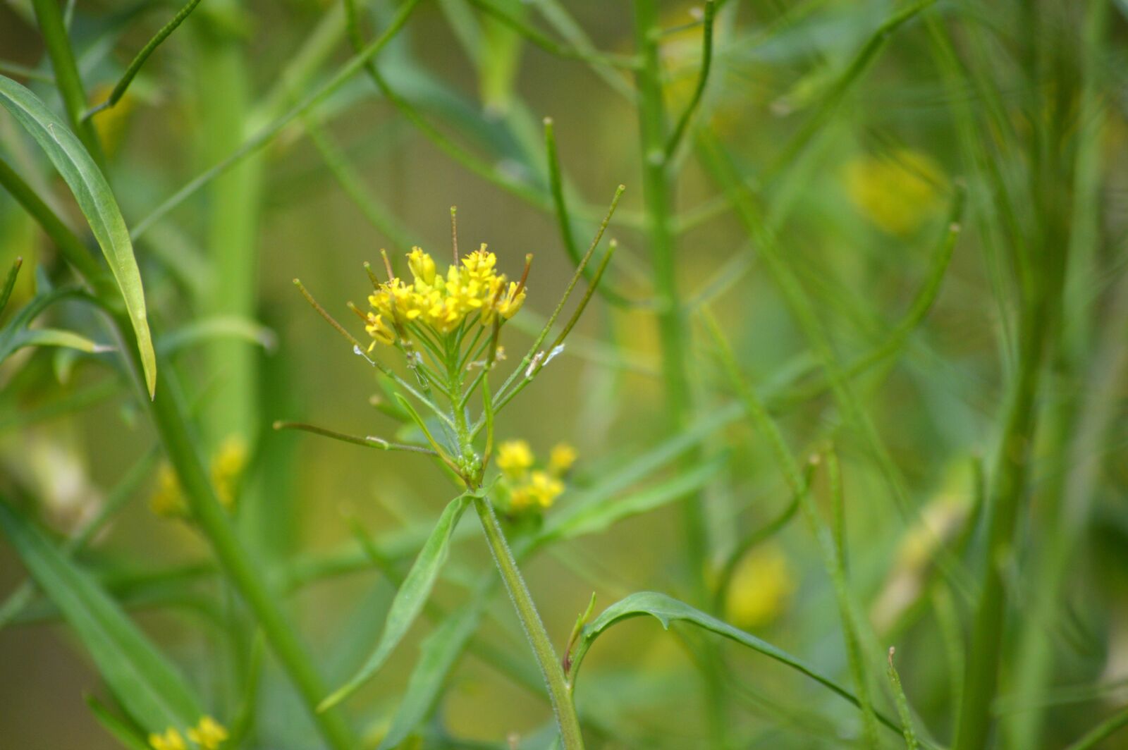 Nikon D3200 sample photo. Wildflowers, yellow, flowers photography