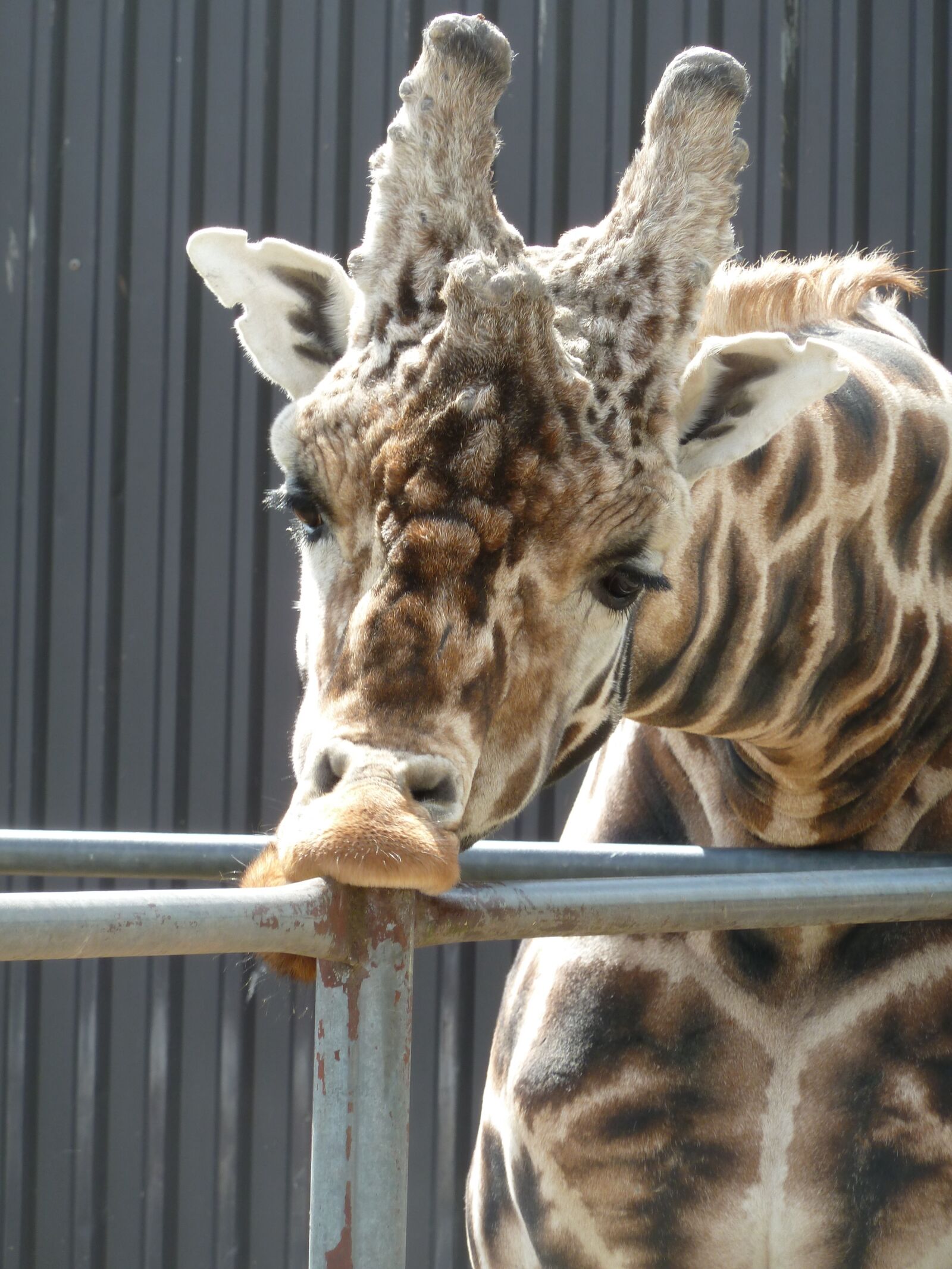 Panasonic Lumix DMC-ZS7 (Lumix DMC-TZ10) sample photo. Giraffe, zoo, zoological garden photography
