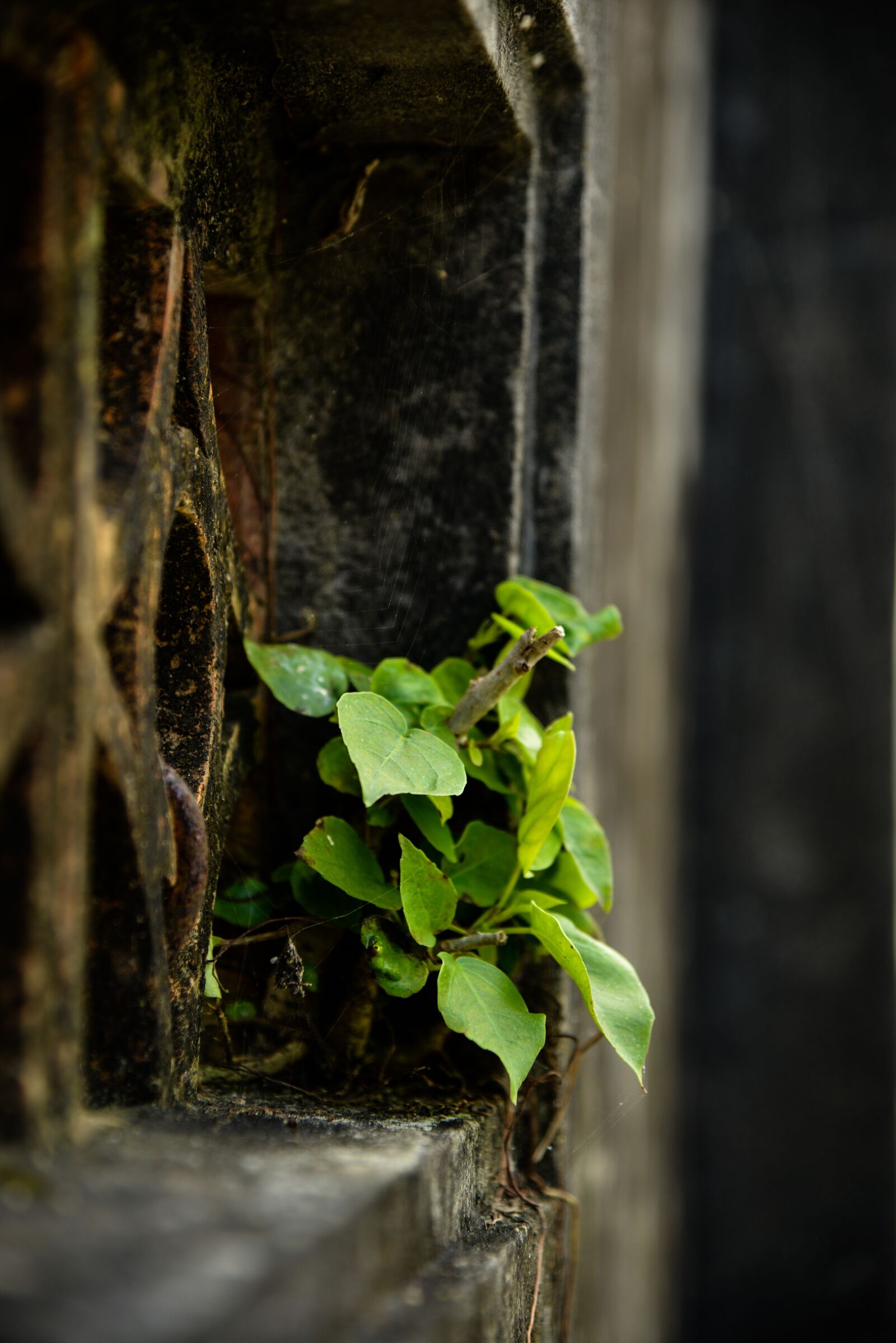 Nikon D800 sample photo. Tree, natural photography