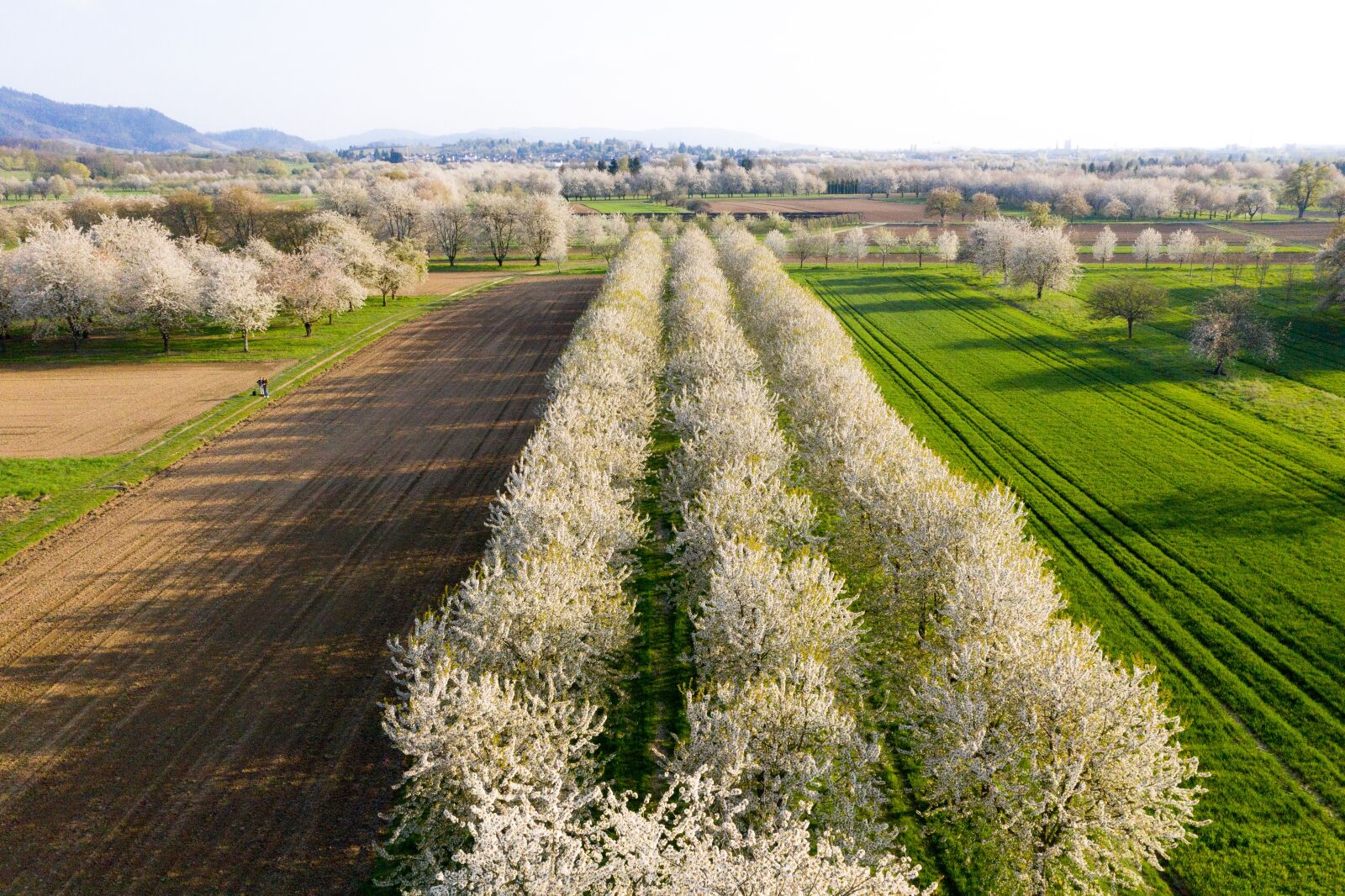 Hasselblad L1D-20c sample photo. Cherry blossom, trees, cherry photography