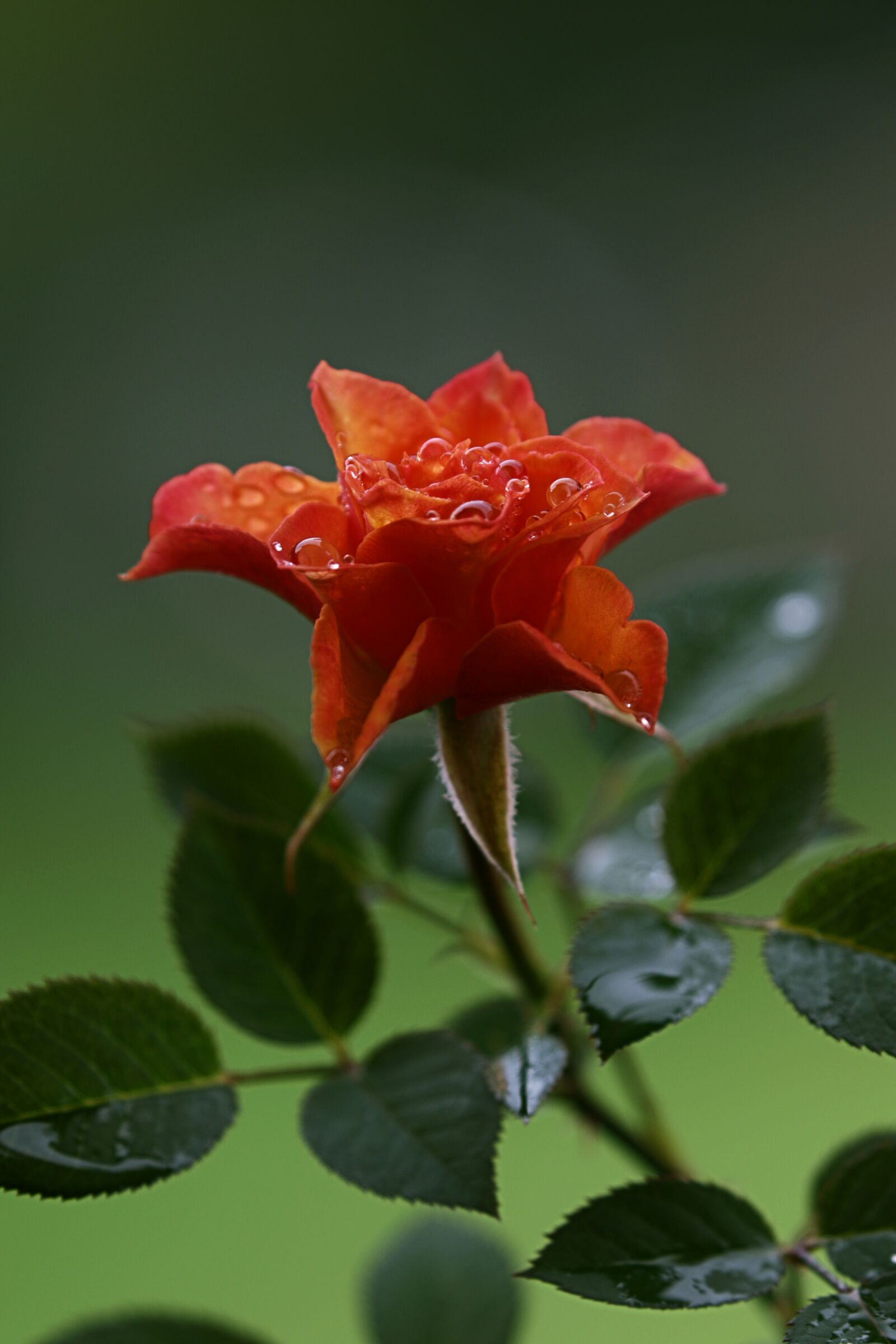 Canon EOS 7D Mark II sample photo. Drops, bud, rosa photography