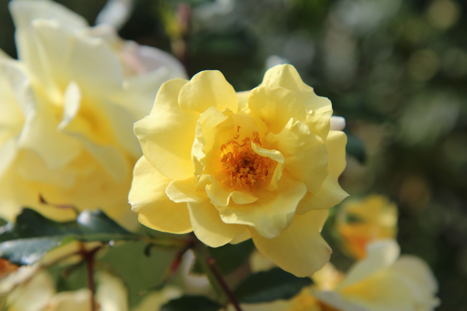 Canon EOS 600D (Rebel EOS T3i / EOS Kiss X5) sample photo. Yellow rose, pink blossomed photography