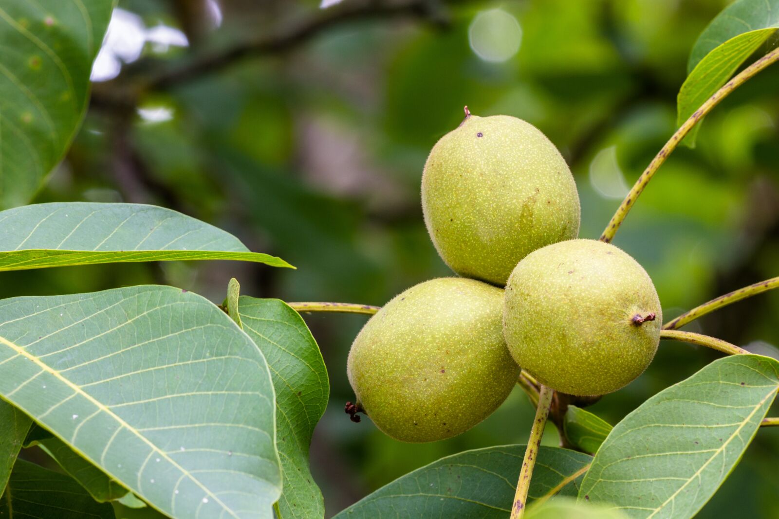 Canon EOS 7D sample photo. Nut, nuts, walnut photography