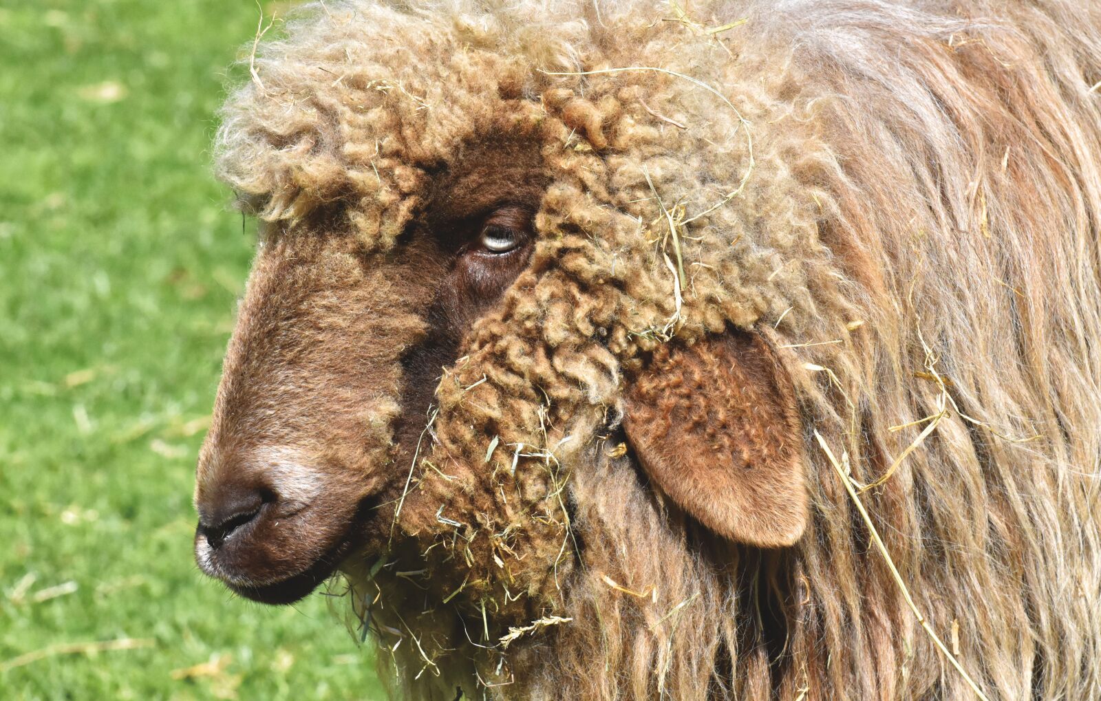 Nikon D7200 sample photo. Sheep, animal, animal photography photography