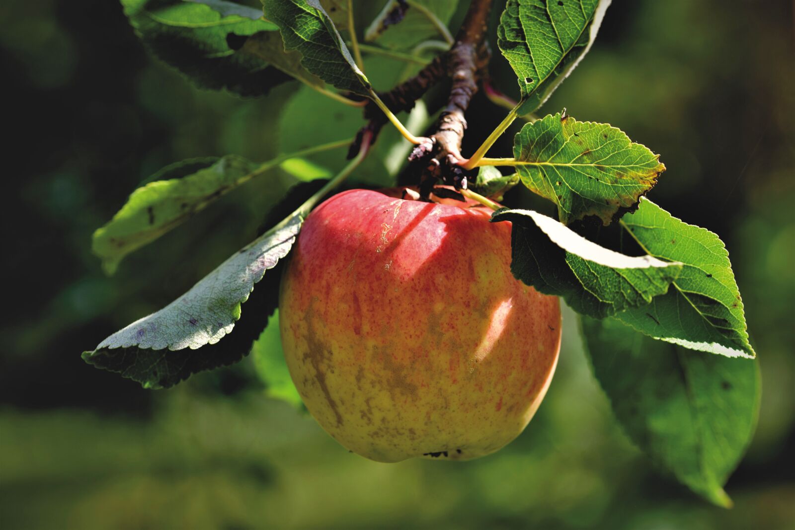 Nikon D7200 sample photo. Apple, apple tree, fruit photography