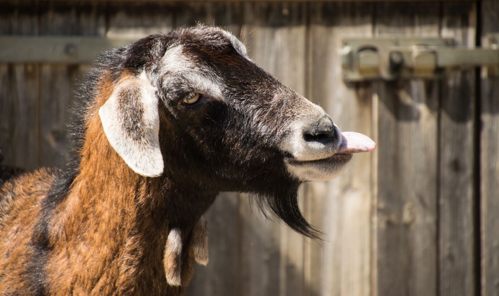 Nikon D3300 sample photo. Animal, mammal, goat photography