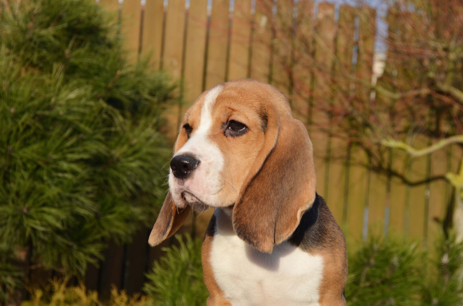 Nikon D5100 sample photo. Dog, animal, mammal photography