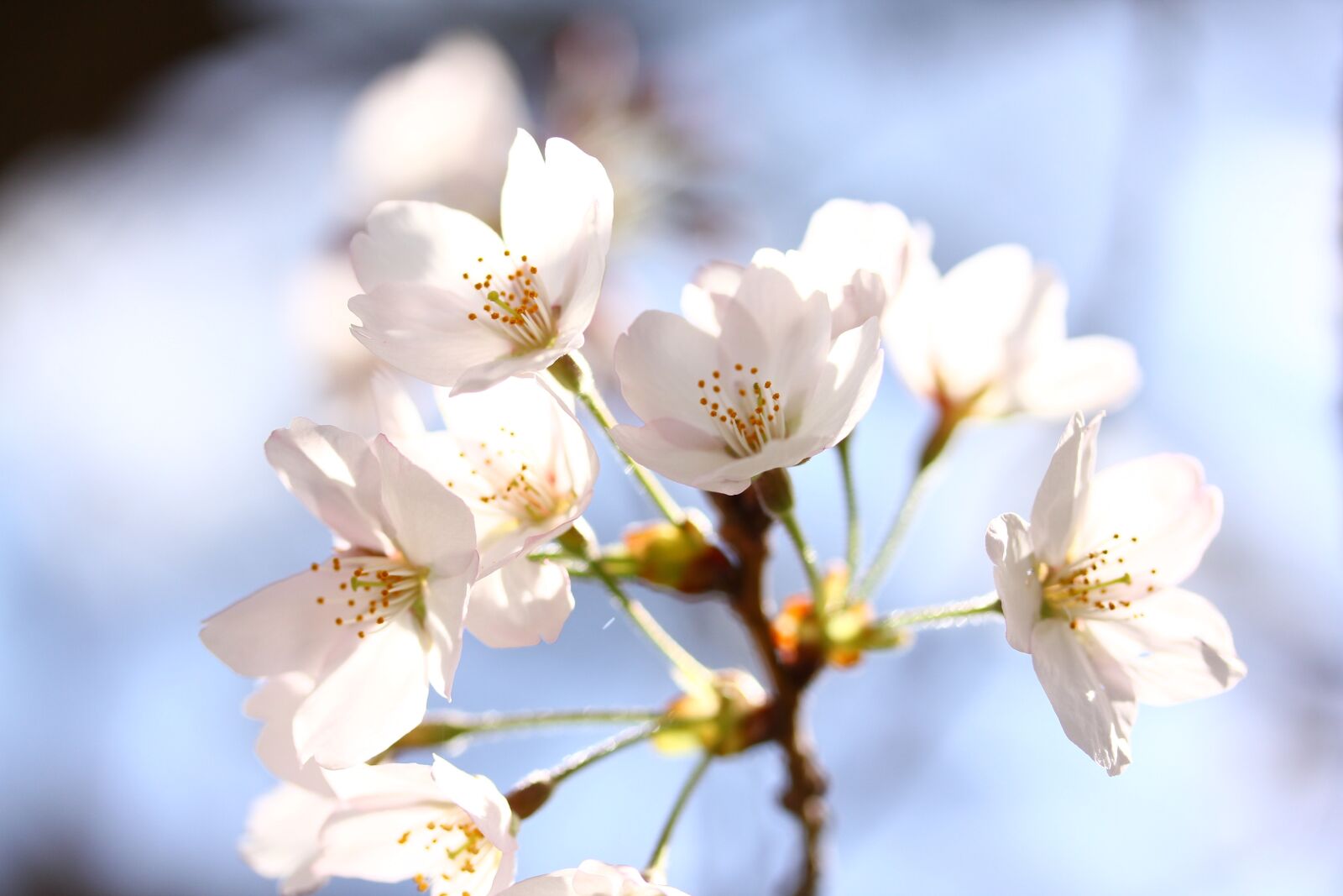 Canon EF-S 60mm F2.8 Macro USM sample photo. Japanese, flower, pink photography