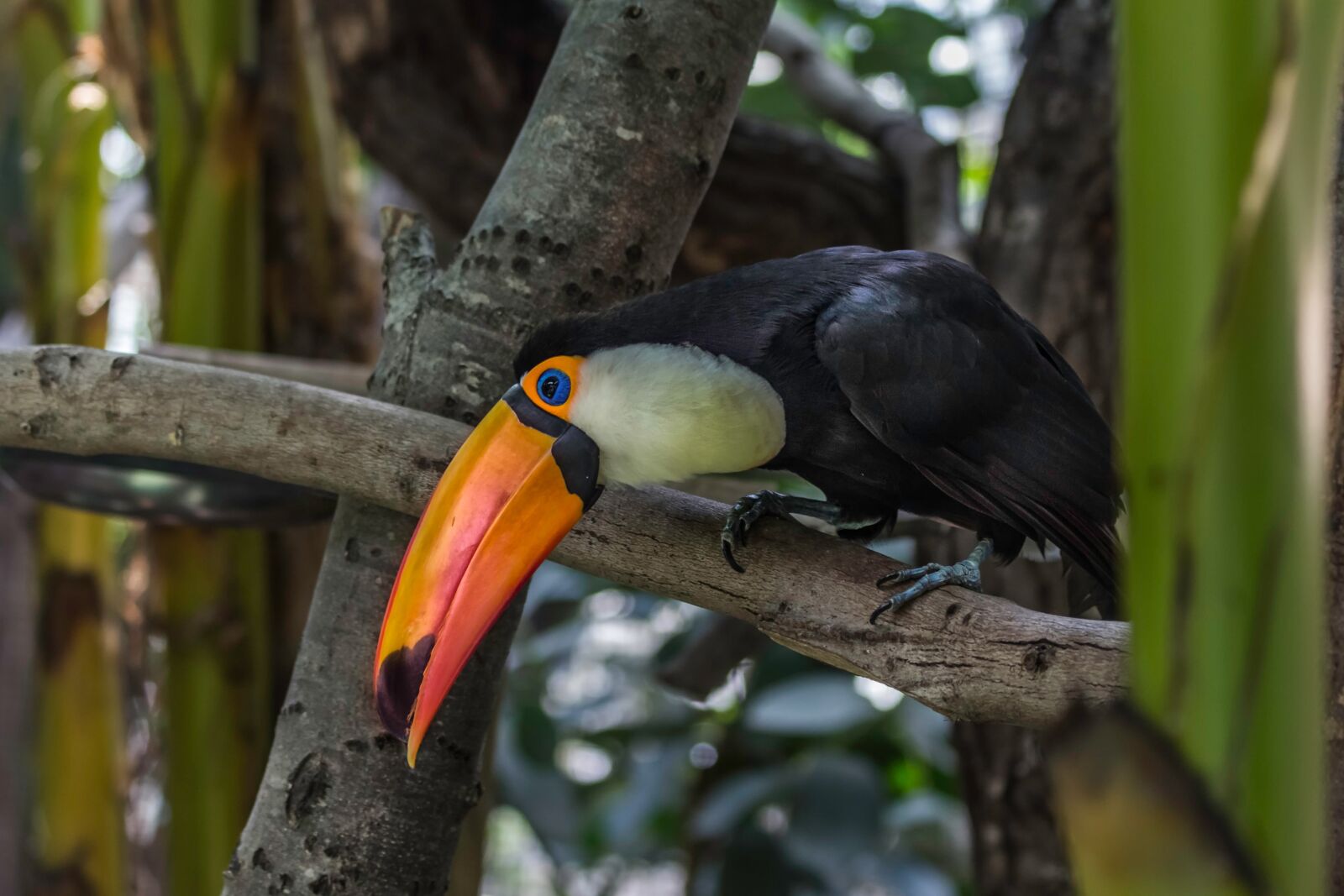 Canon EOS 60D + Canon EF 70-300mm F4-5.6L IS USM sample photo. Zoo, toucan, nature photography