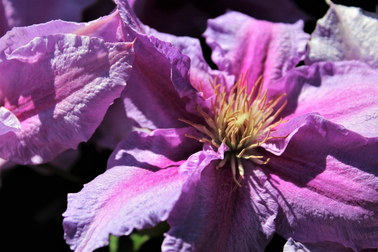 Canon EOS 1300D (EOS Rebel T6 / EOS Kiss X80) sample photo. Flower, plant, purple photography