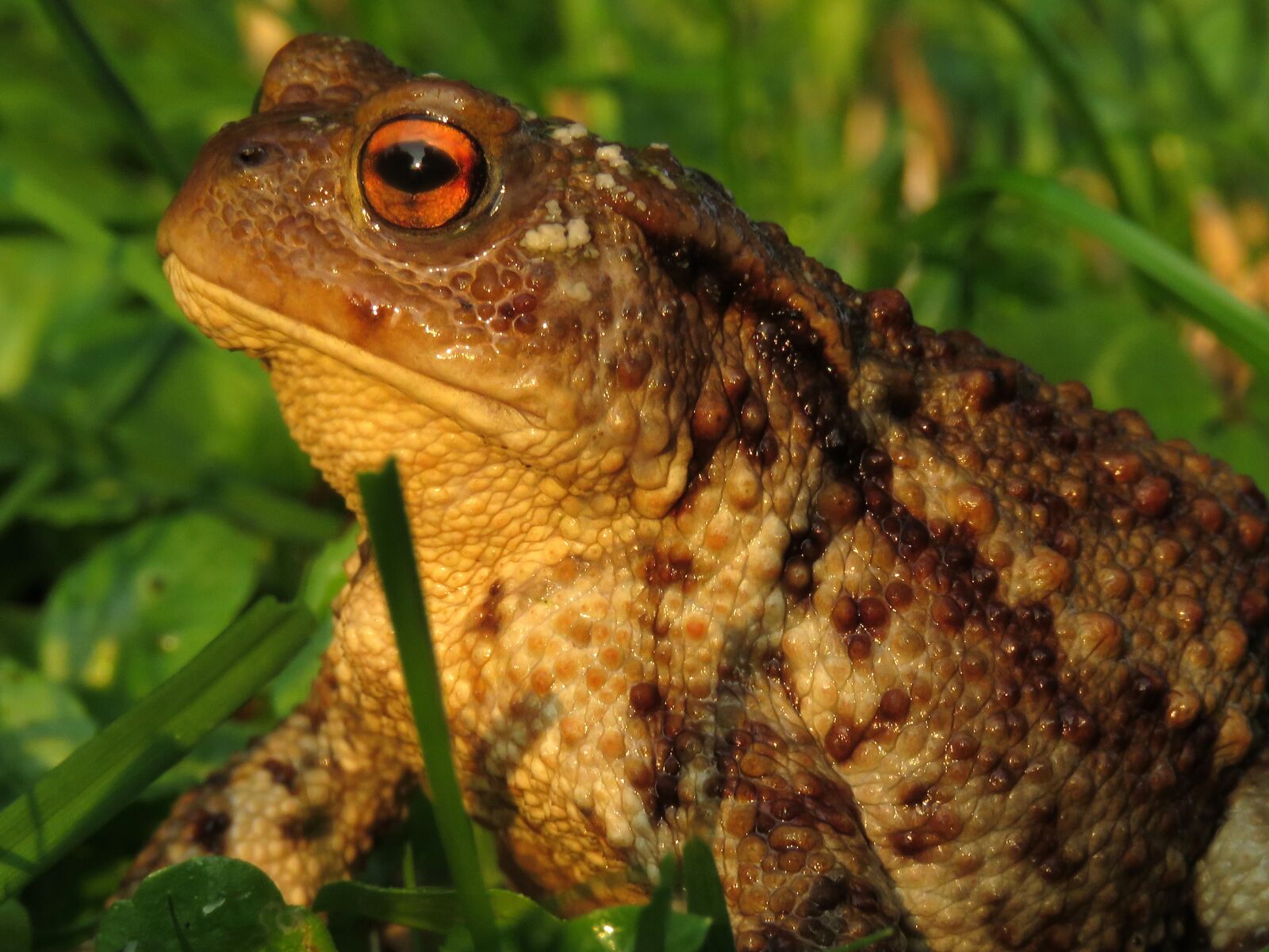 Canon PowerShot SX60 HS sample photo. Toad, anuran, amphibian photography