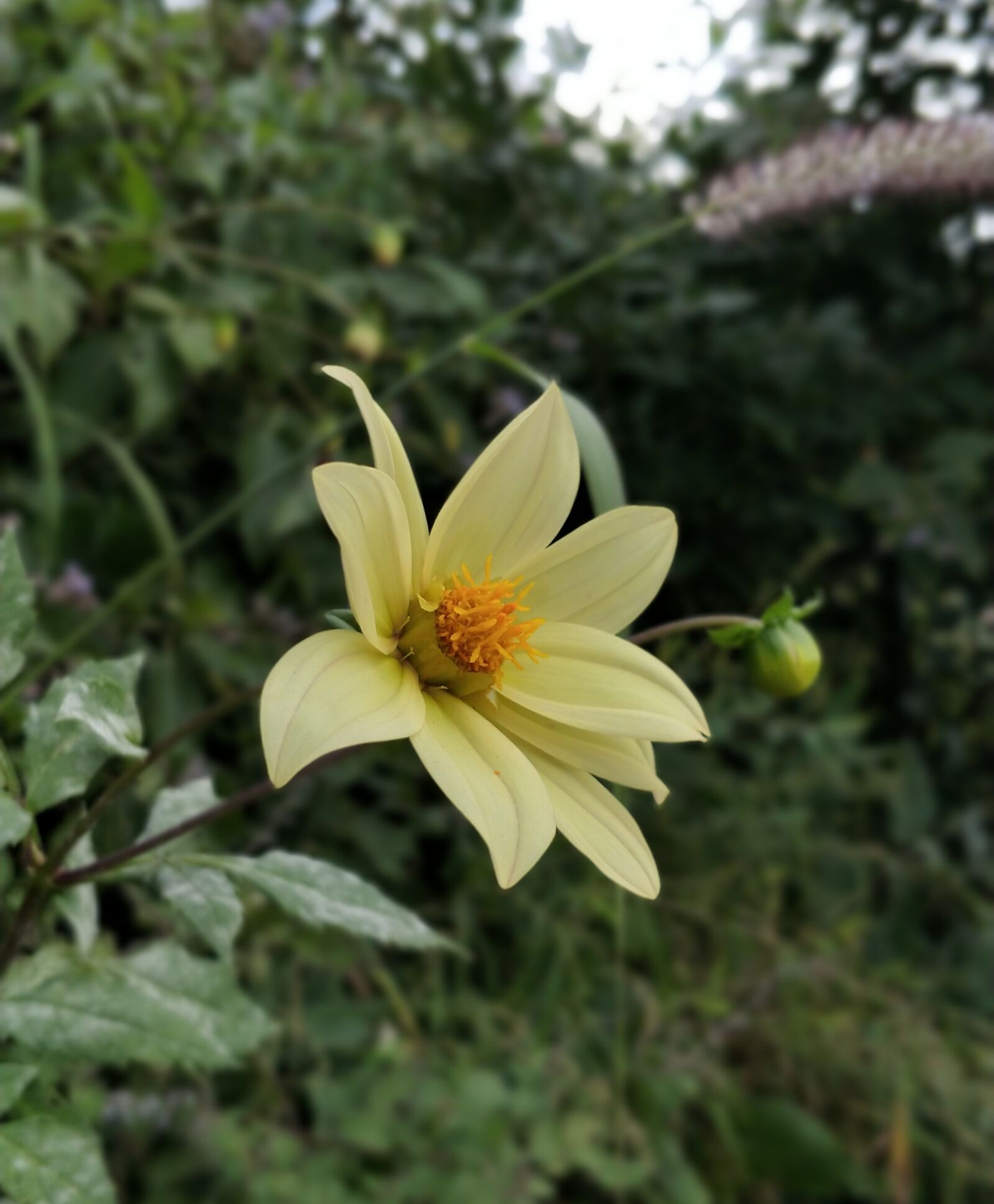 OnePlus 5 sample photo. Yellow, flower, nature photography