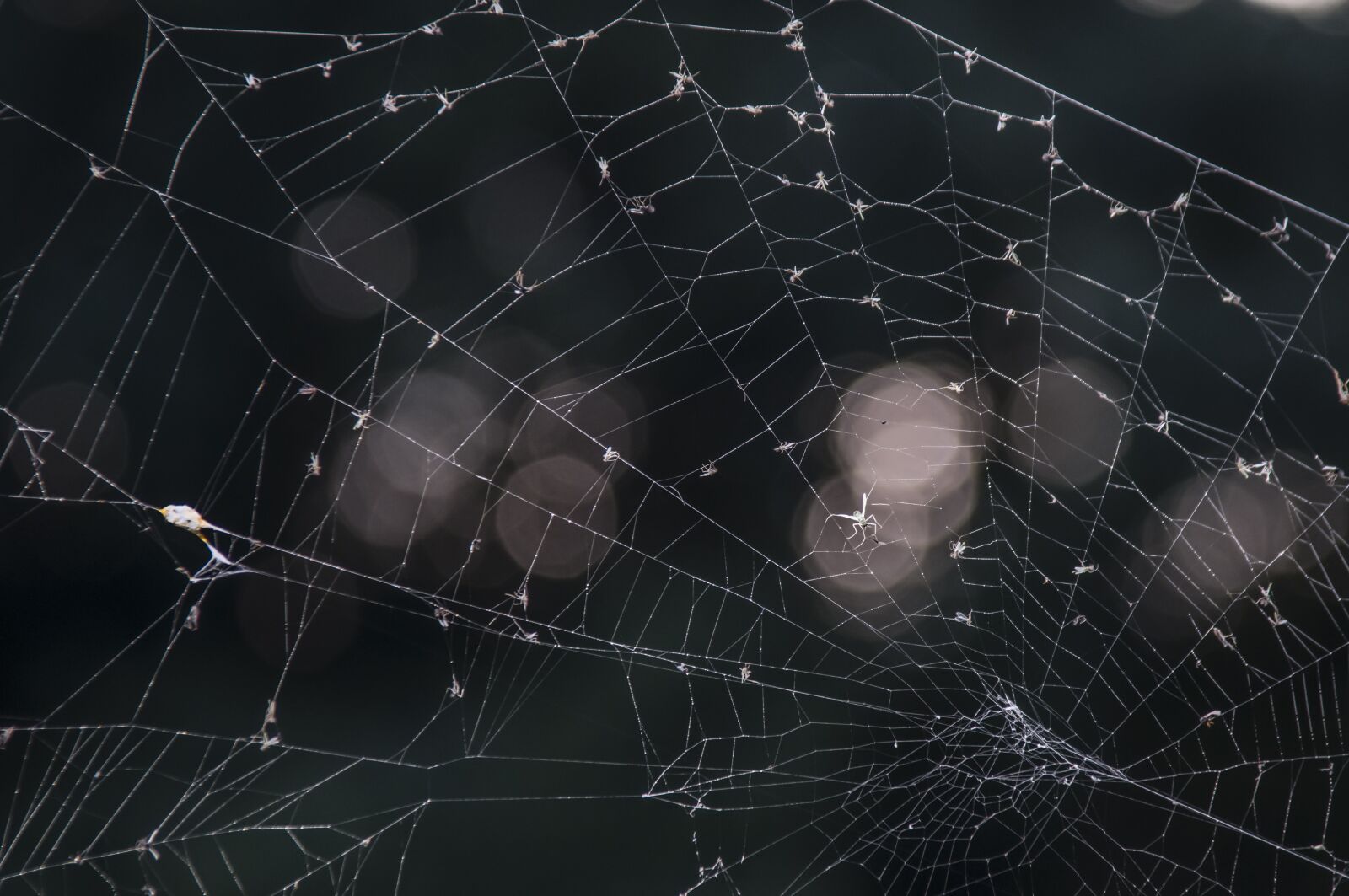 Nikon D300 sample photo. Web, august, spin photography