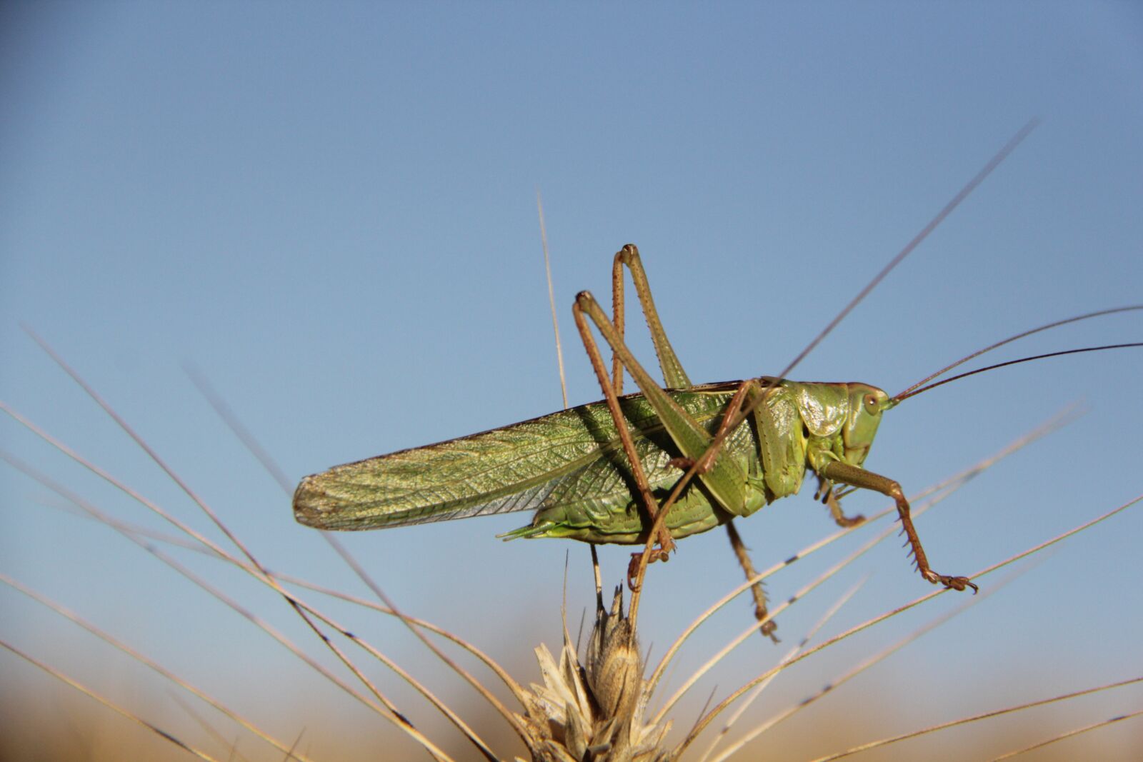 Canon EF-S 18-200mm F3.5-5.6 IS sample photo. Grasshopper, bit pink cock photography